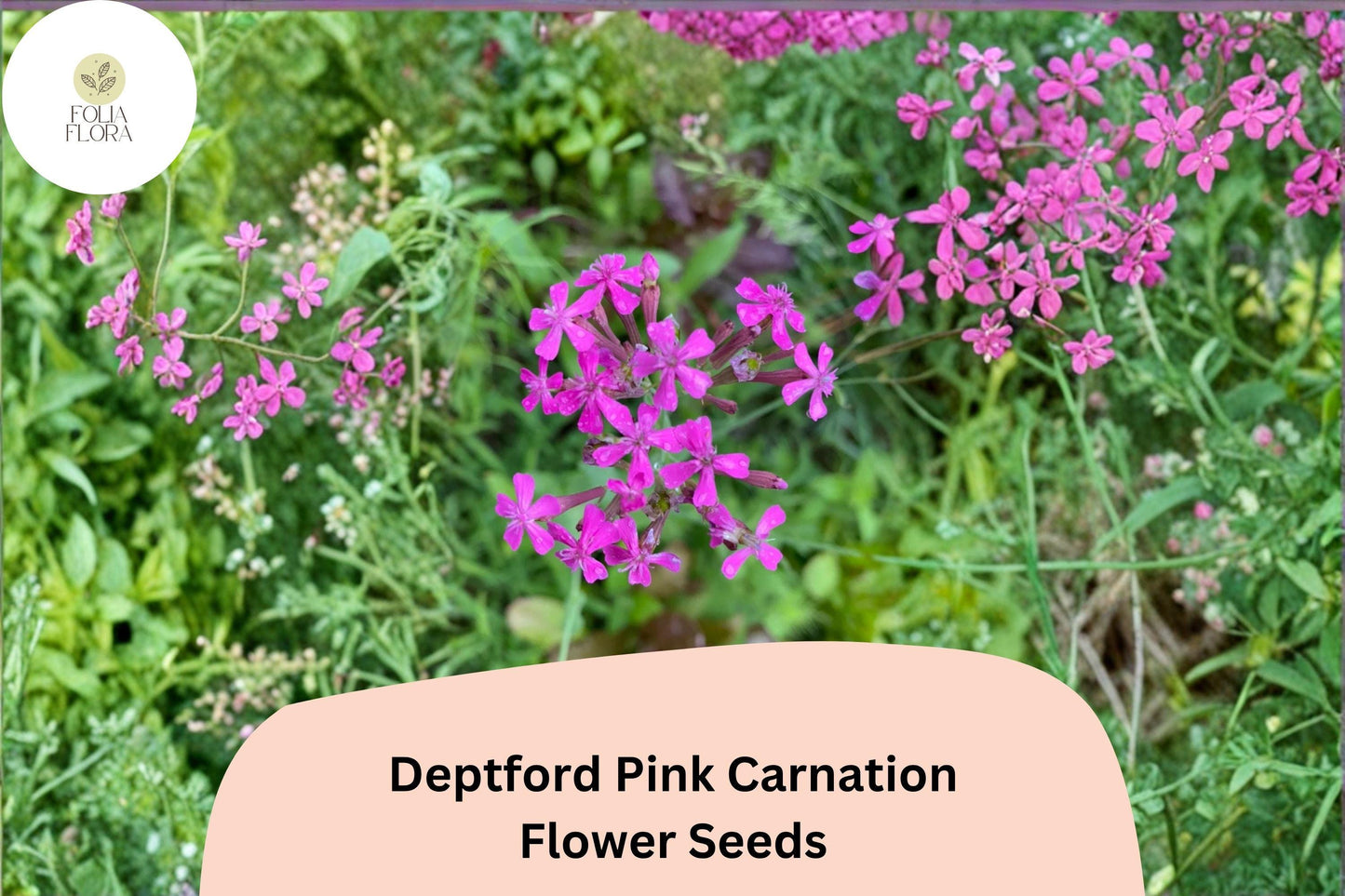 200+ Deptford Pink Carnation Seeds | Dianthus armeria | Bright Pink Blooms for Wildflower & Cottage Gardens