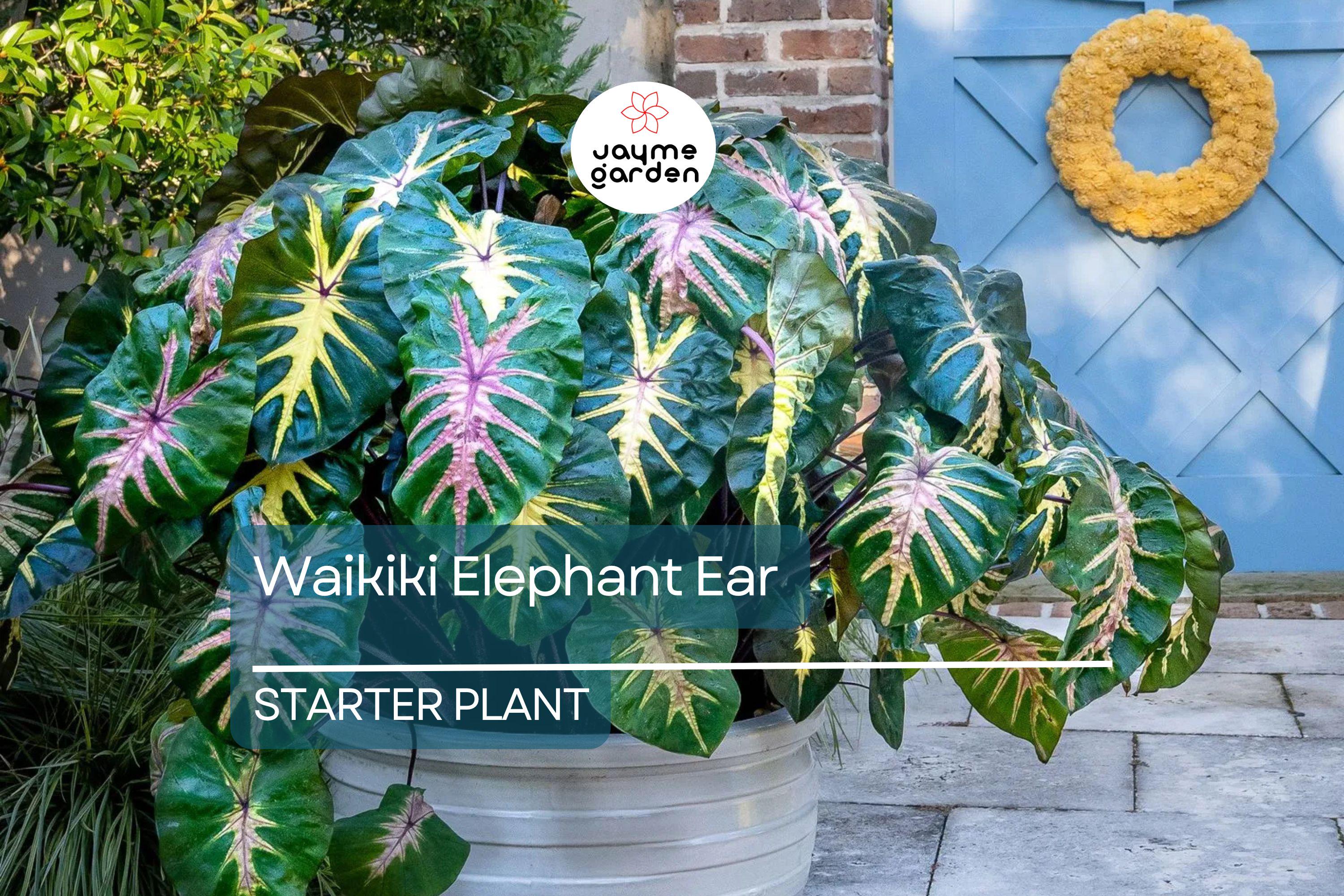 Waikiki Elephant Ear Starter Plant - Rare Colocasia Esculenta - Live, Healthy, Rooted, Shipped in Pot