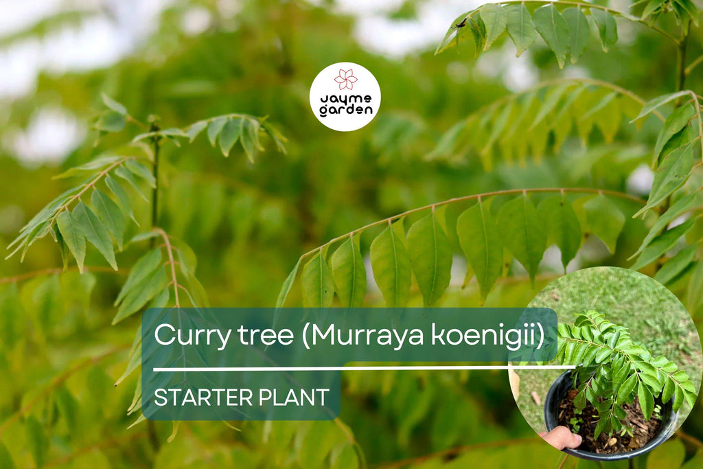 Curry Tree - Live Murraya koenigii Plant 1’-2’ Tall | Culinary Herb Tree | Compact Growth for Indoors & Gardens