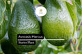 1 Avocado Marcus Tree (Persea americana) Live Starter Plant – Tropical Big Fruit Tree Exotic 1-2′