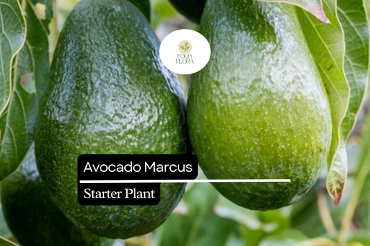 1 Avocado Marcus Tree (Persea americana) Live Starter Plant – Tropical Big Fruit Tree Exotic 1-2′