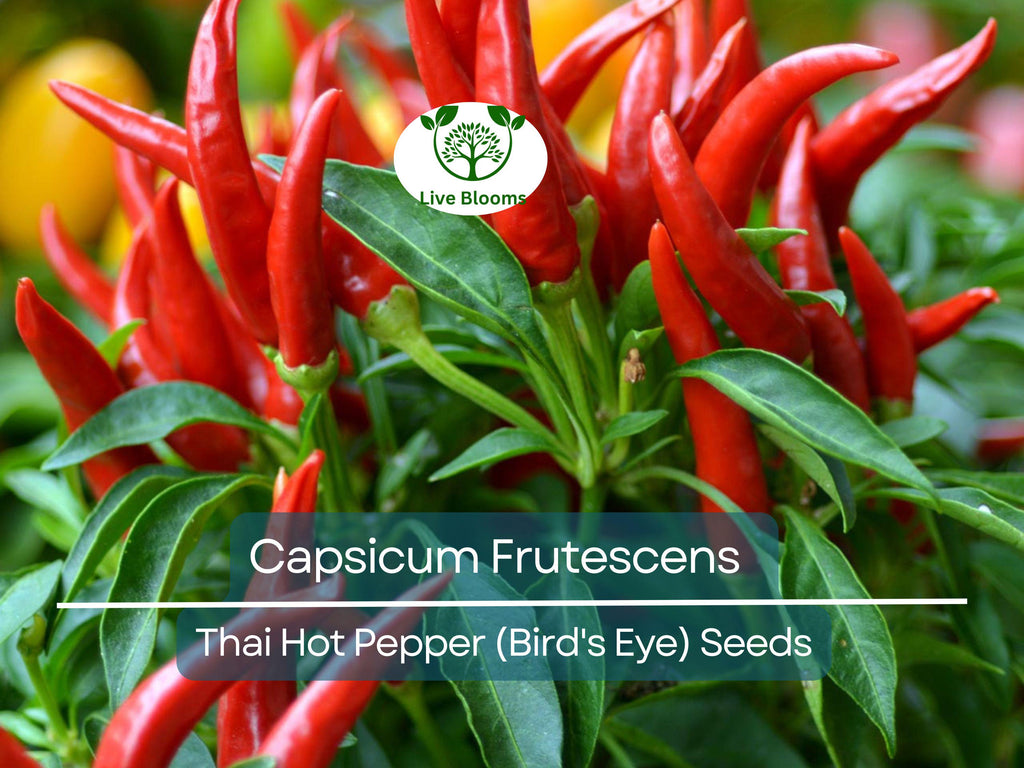 30 Seeds Thai Capsicum Frutescens Hot Pepper (Bird's Eye) – Small, Super Spicy Thai Chili Pepper for Planting, Ideal for Stir-Fries & Sauces