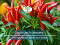 30 Seeds Thai Capsicum Frutescens Hot Pepper (Bird's Eye) – Small, Super Spicy Thai Chili Pepper for Planting, Ideal for Stir-Fries & Sauces