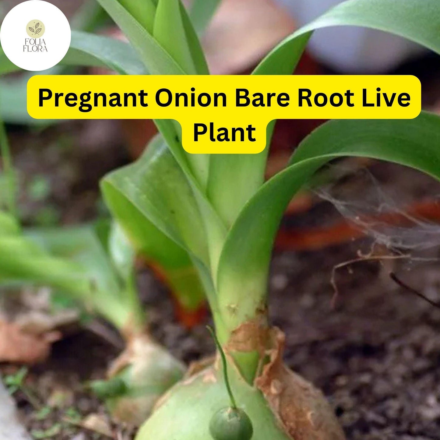 5 Bare Root Live Plants Albuca bracteata ‘Pregnant Onion’| Unique Bulbous Succulent | Easy Care Houseplant | Indoor/Outdoor Plant