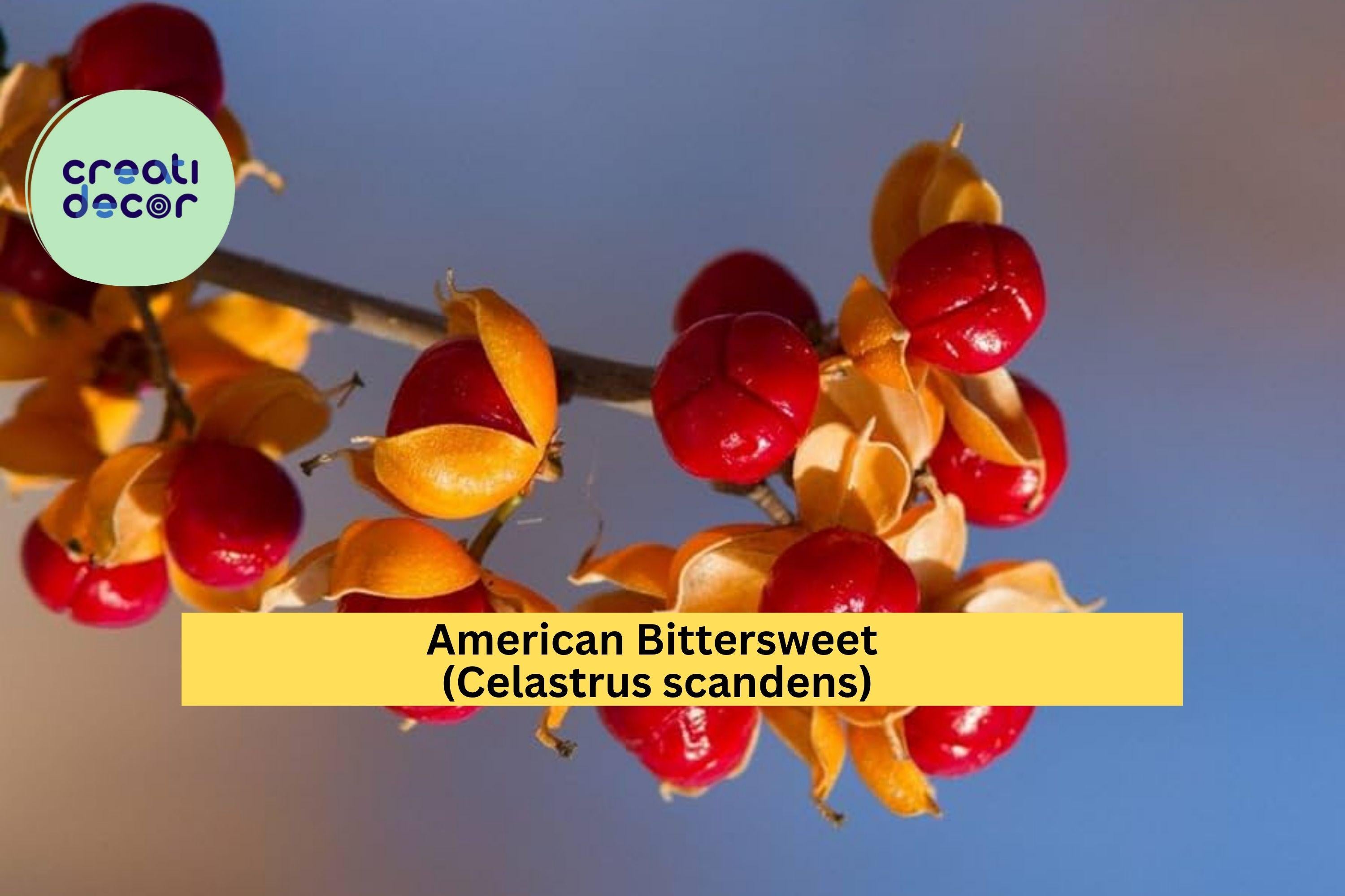 American Bittersweet Seeds (Celastrus scandens) – 30 Seeds | Native Vine for Trellis, Wildlife Garden, Fall Berries | Hardy Zones 3-8