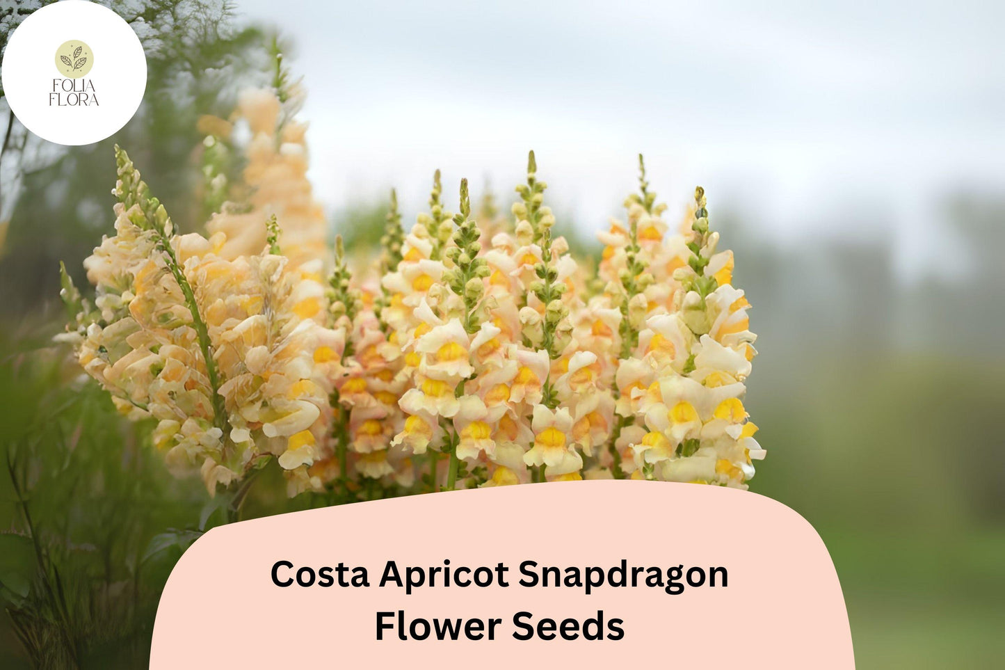 Costa Apricot Snapdragon Seeds (Antirrhinum majus) | 1000+ Seeds | Peachy-Orange Blooms for Garden & Cut Flower Arrangements