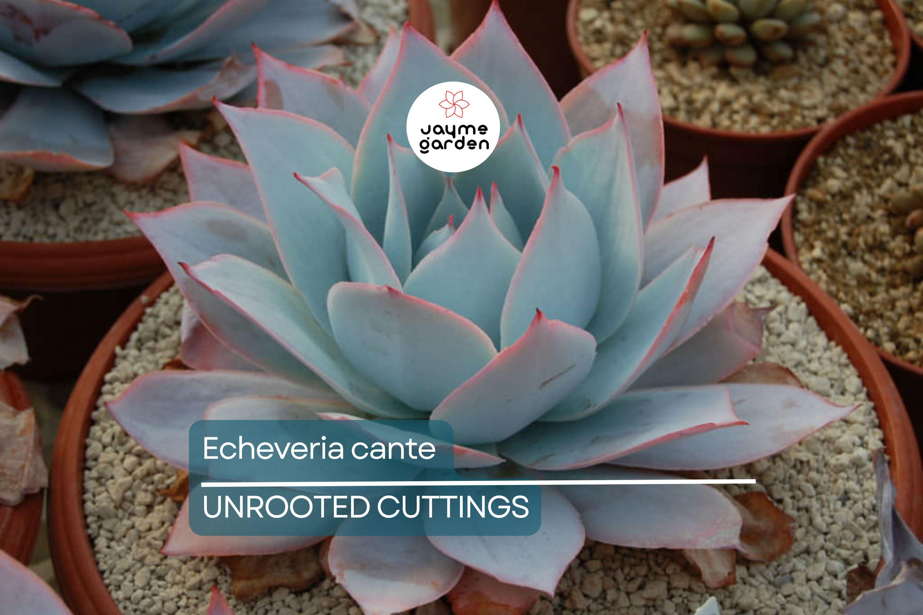 Echeveria Cante (White Cloud) Live Succulent Plant - Drought-Tolerant, Slow-Growing, 6-12" Tall