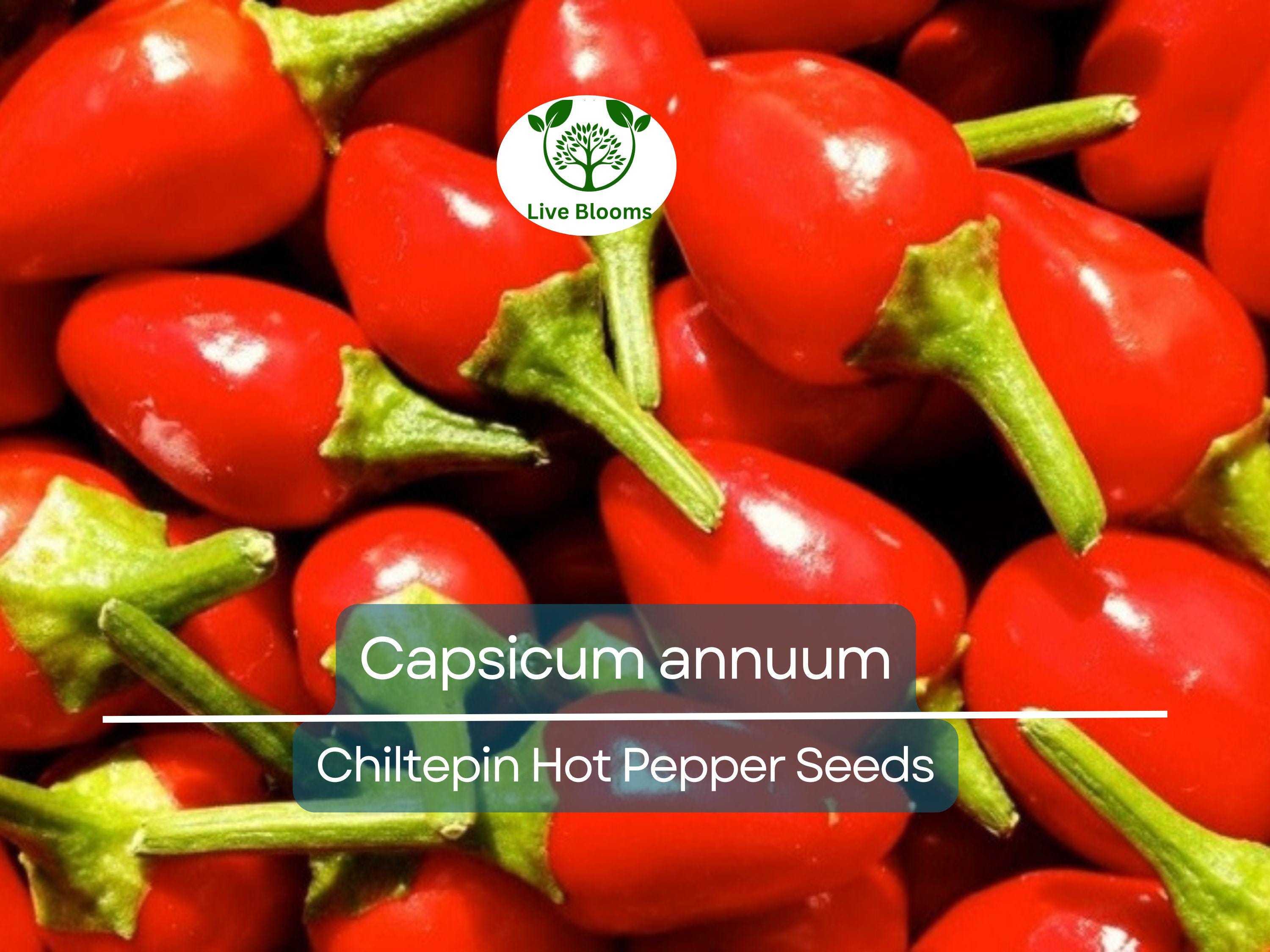30 Seeds Chiltepin Hot Pepper (Capsicum annuum) – Tiny, Fiery Pepper for Planting, Ideal for Hot Sauces, Salsas & Mexican Dishes