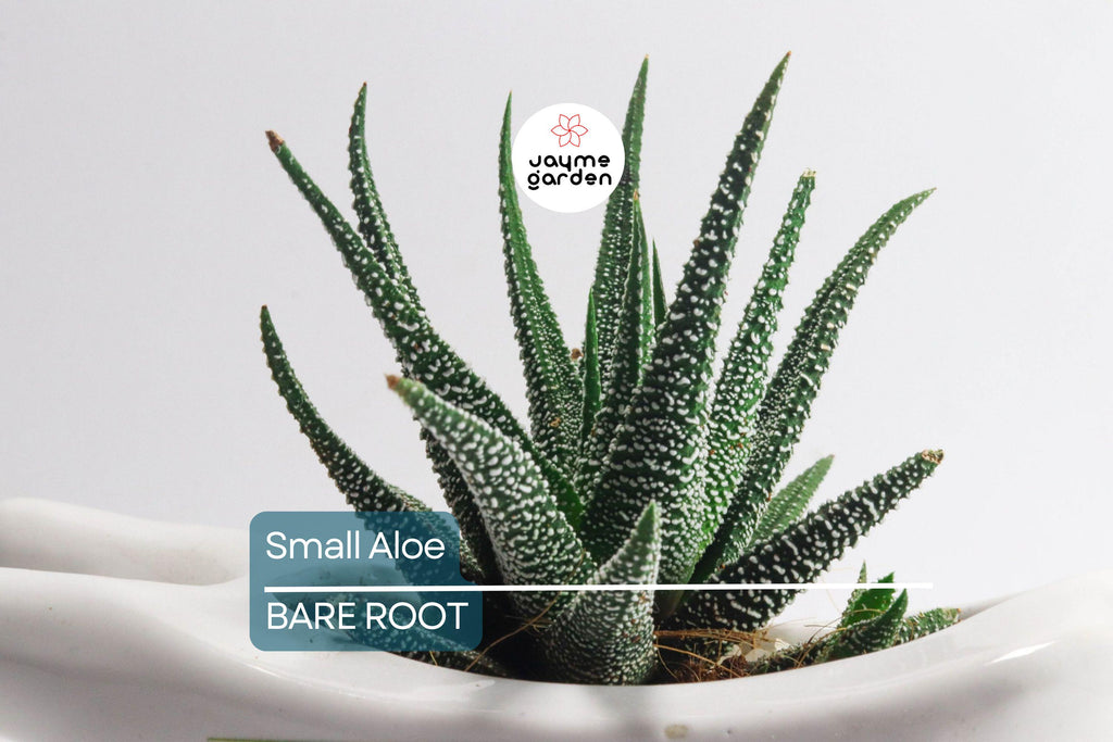 5 Small Aloe Vera Plants - Bare Root Live Plants Ready to Plant - Easy Care Succulent