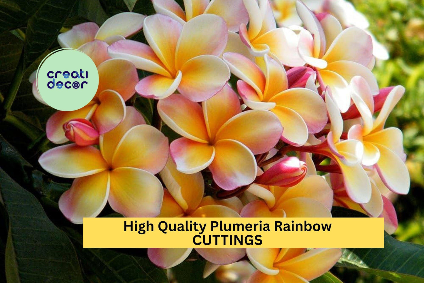 1 High Quality Plumeria Cuttings |  Rainbow Colors | 8–12" Unrooted Stems | Fragrant Tropical Flowers for Garden or Patio