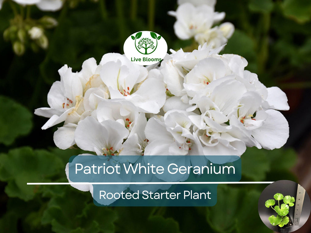 1 Well Rooted Geranium ‘Patriot White’ Live Plant Bright Crystal White Zonal Geranium (Pelargonium) Hardy Flowering Plant for Garden & Pots