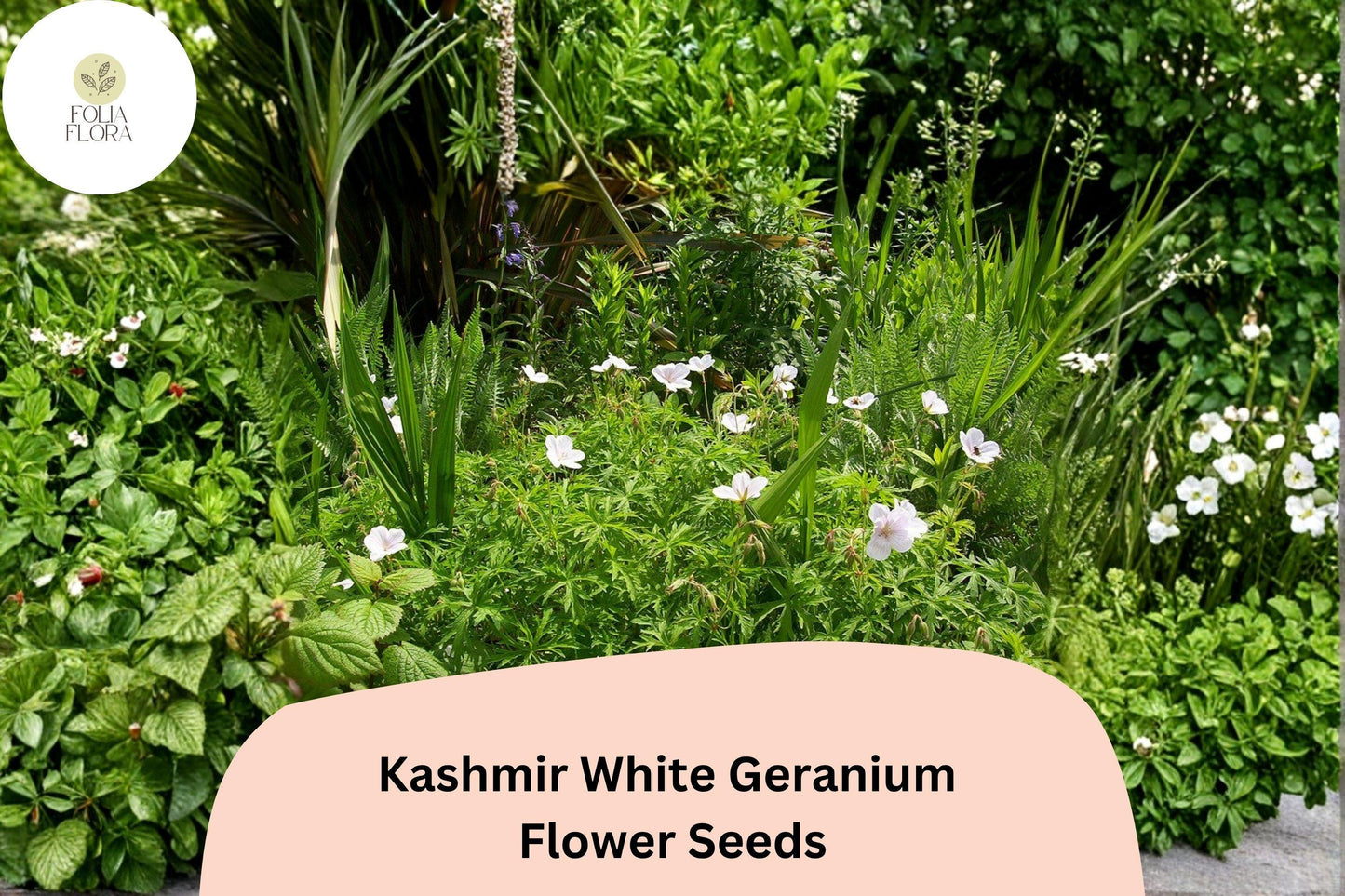 25+ Kashmir White Geranium Seeds for Garden Planting – Pure White Flowers, Hardy Perennial