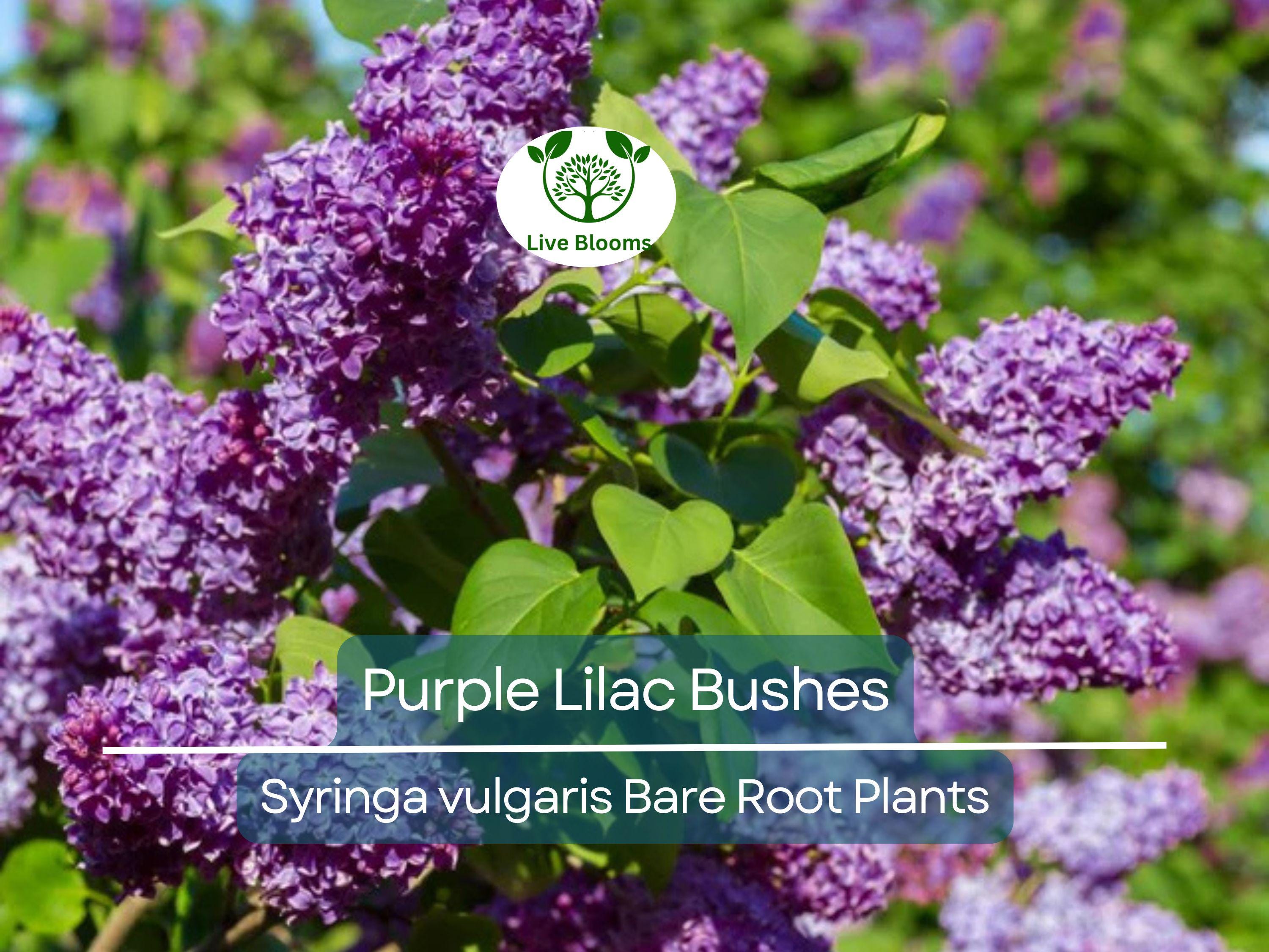 5 Purple Lilac Bushes – Bare Root Shrubs – Fragrant Spring Blooms, Heirloom Flowering Plants for Borders or Hedges