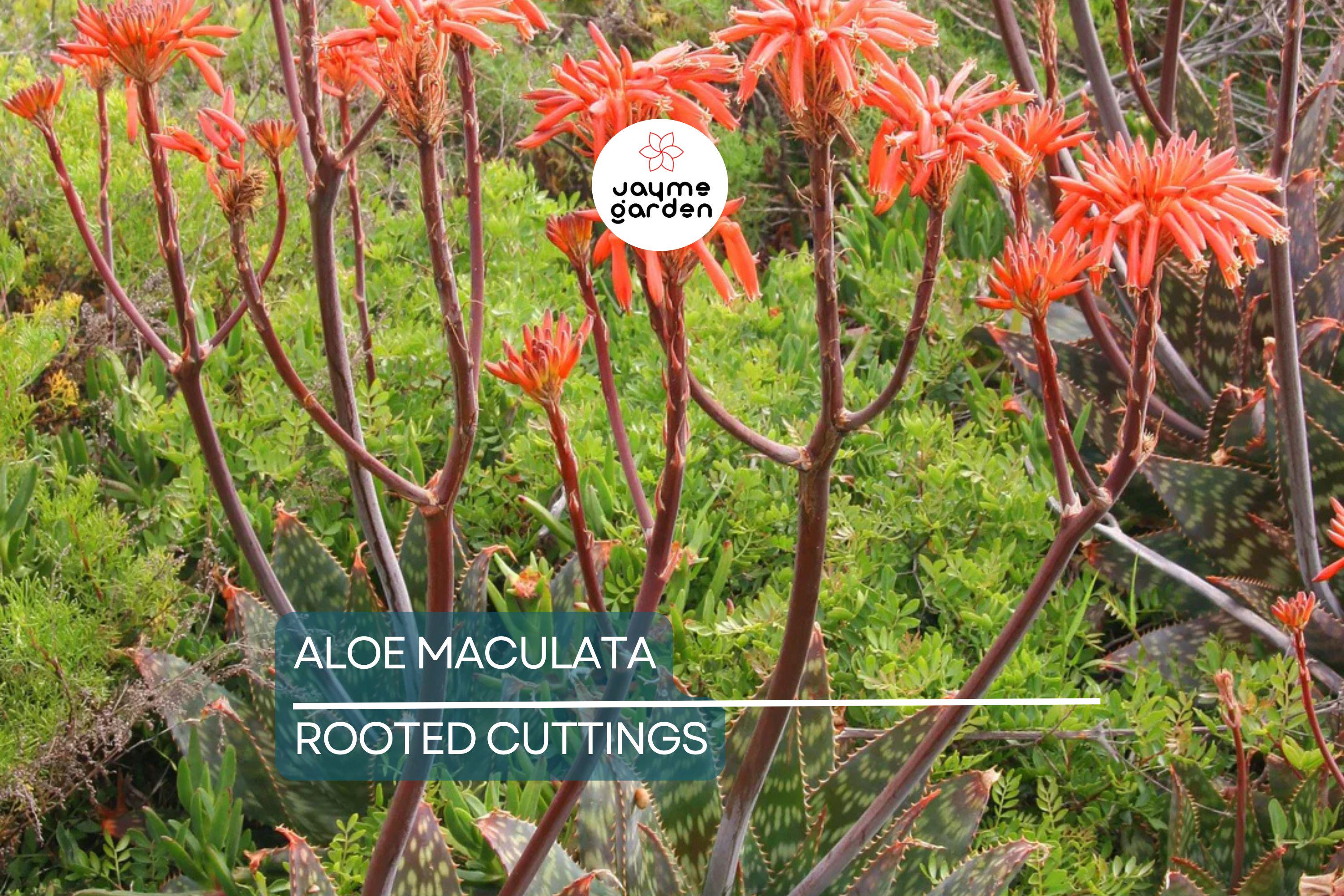 Aloe Maculata "Soap Aloe" | 6"+ Fresh Heavily Rooted Live Succulent | Drought Resistant | Coral Red Flowers | Medicinal Aloe Plant