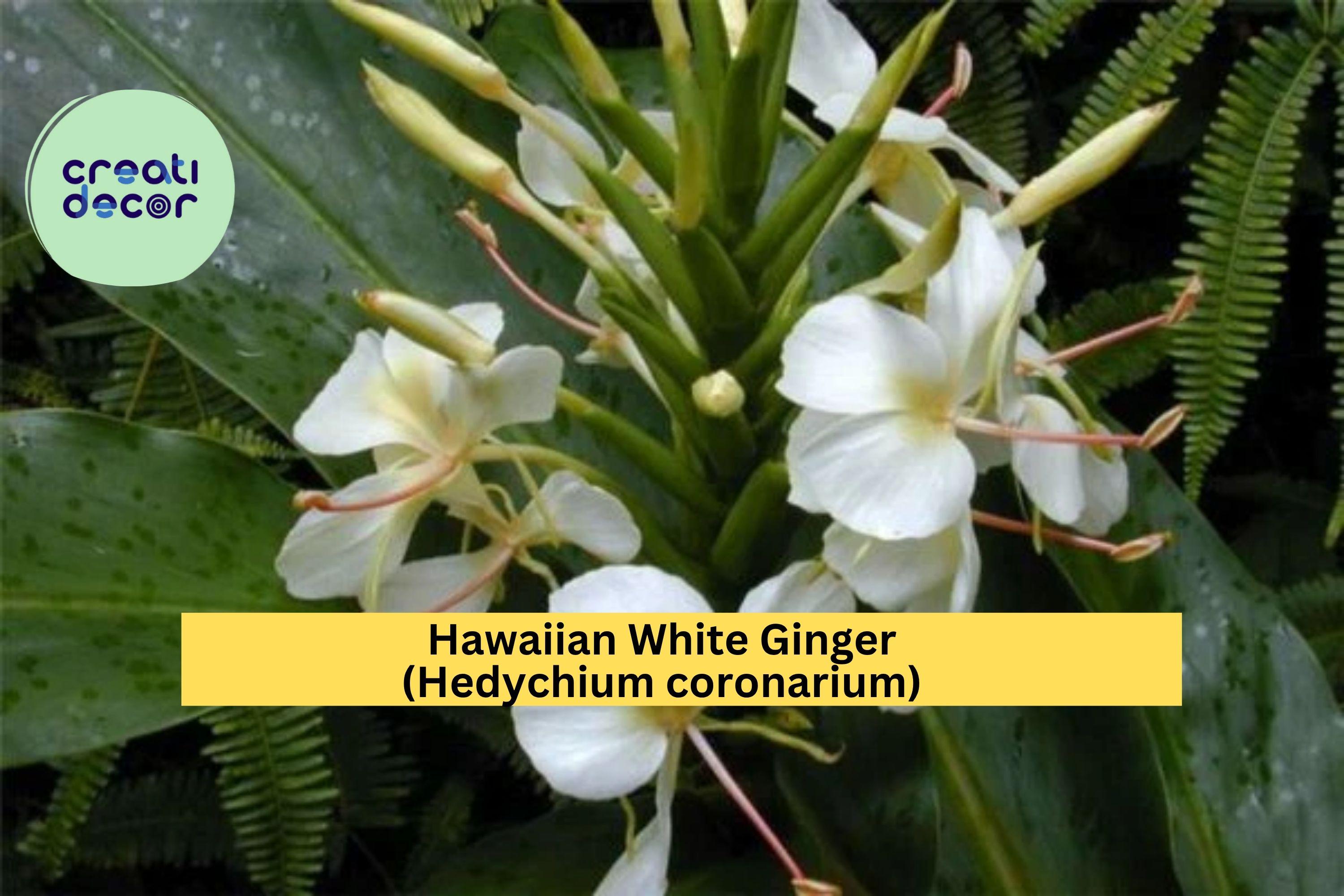 Hawaiian White Ginger Plant Roots – 4 Pack (1 Root Each) Hedychium coronarium, Fragrant Tropical Flower for Garden or Patio, Zones 8–11