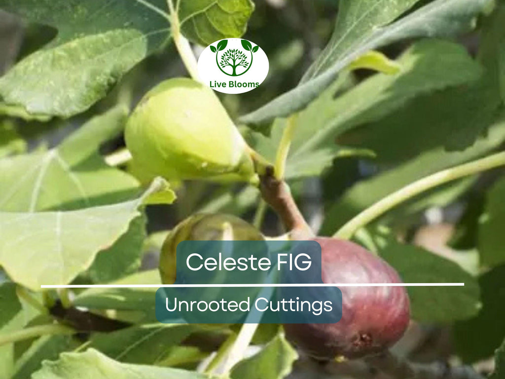 5 Celeste Fig Unrooted Cuttings/Scions 6" or Longer, Freshly Cut, 3+ Nodes, Perfect for Propagation, Grow Your Own Figs, Home Garden