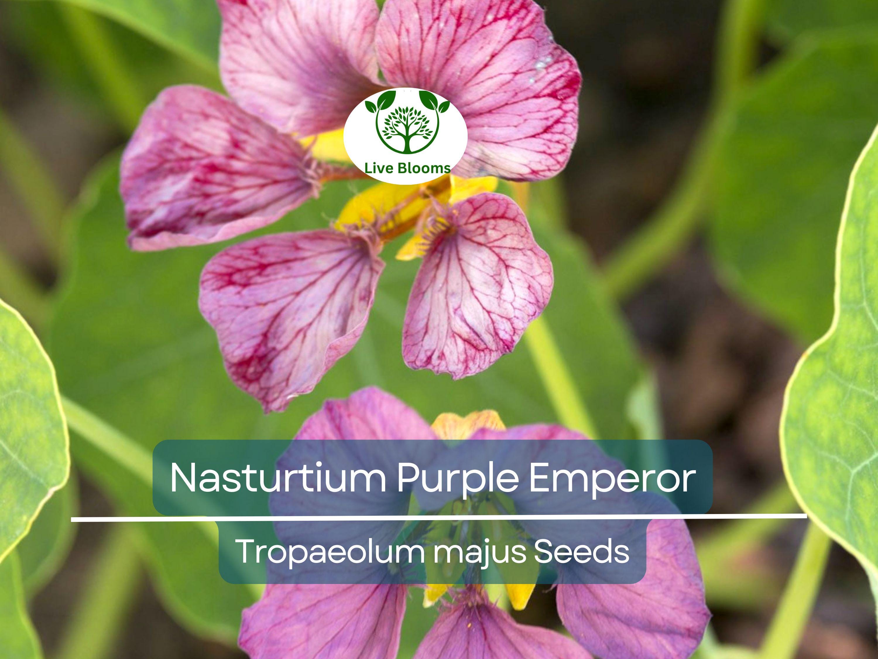 15 Seeds Nasturtium Purple Emperor, Heirloom Edible Flowers, Non-GMO, Tropaeolum majus, 18-24" Height, Purple Flowers, for Salads & Gardens