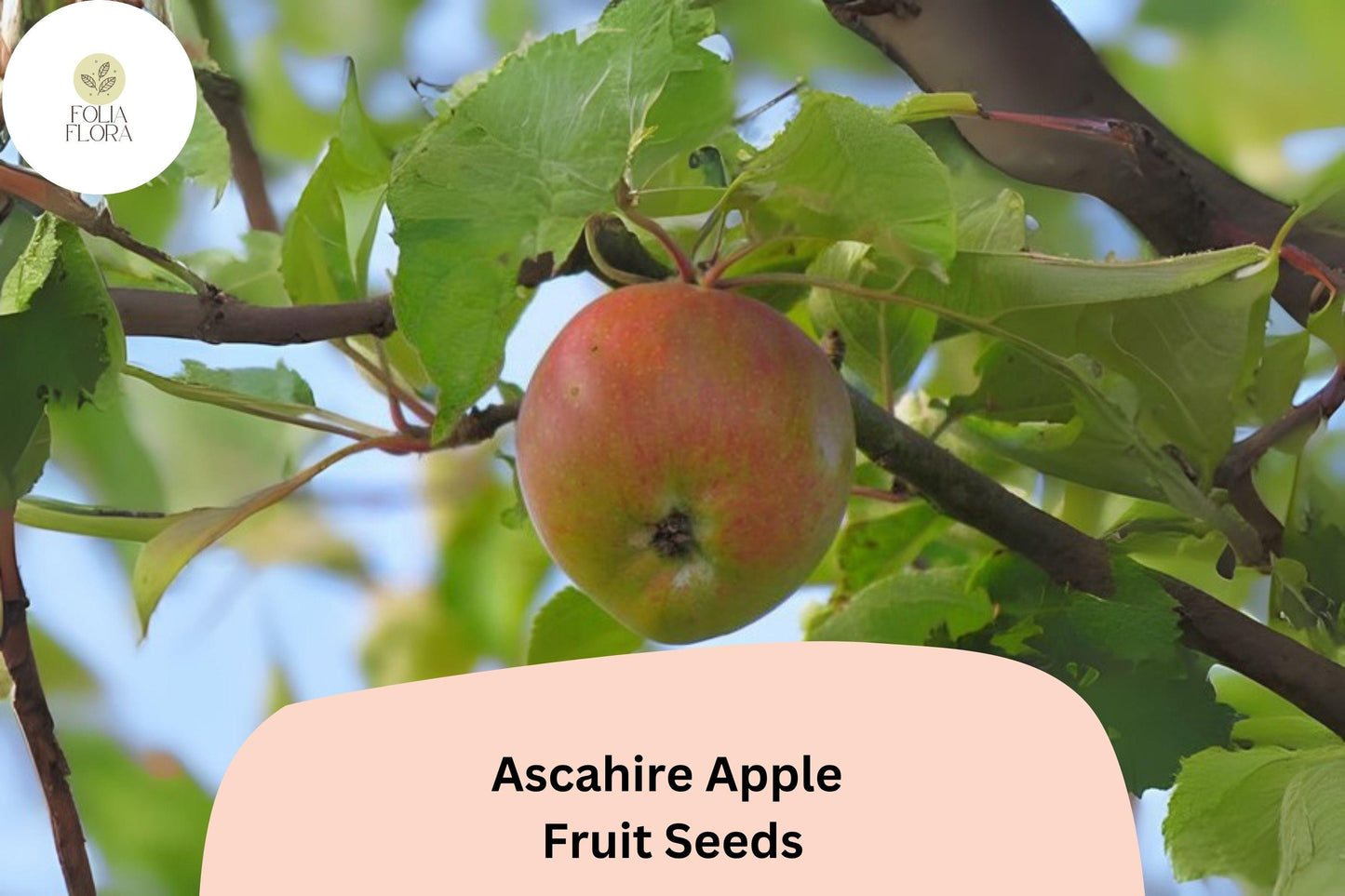 25+ Ascahire Apple Seeds | Rare Heirloom Variety | Malus domestica | Grow Unique Apple Tree | Non-GMO Garden Fruit Seeds