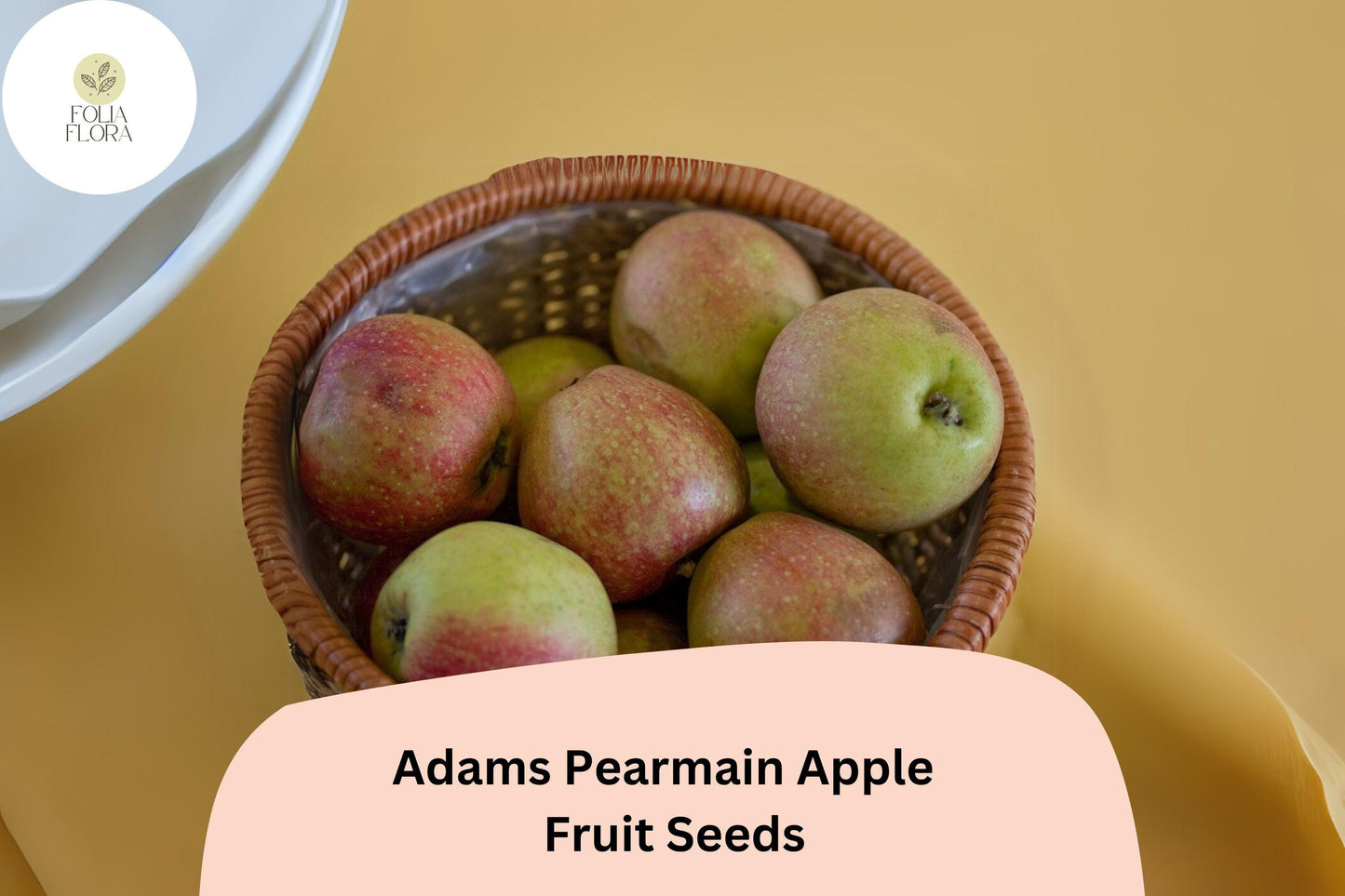 25+ Adams’s Pearmain Apple Seeds | Heirloom Variety | Crisp & Sweet Fruit | Garden Planting | Organic Home Orchard Favorite