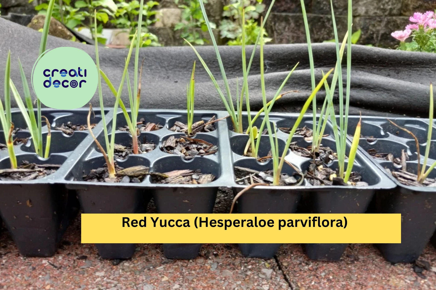 1 Red Yucca – Hesperaloe parviflora 2-Year Bare Root Seedling 5–8", Hardy Drought-Tolerant Perennial with Red Flower Spikes for Landscaping