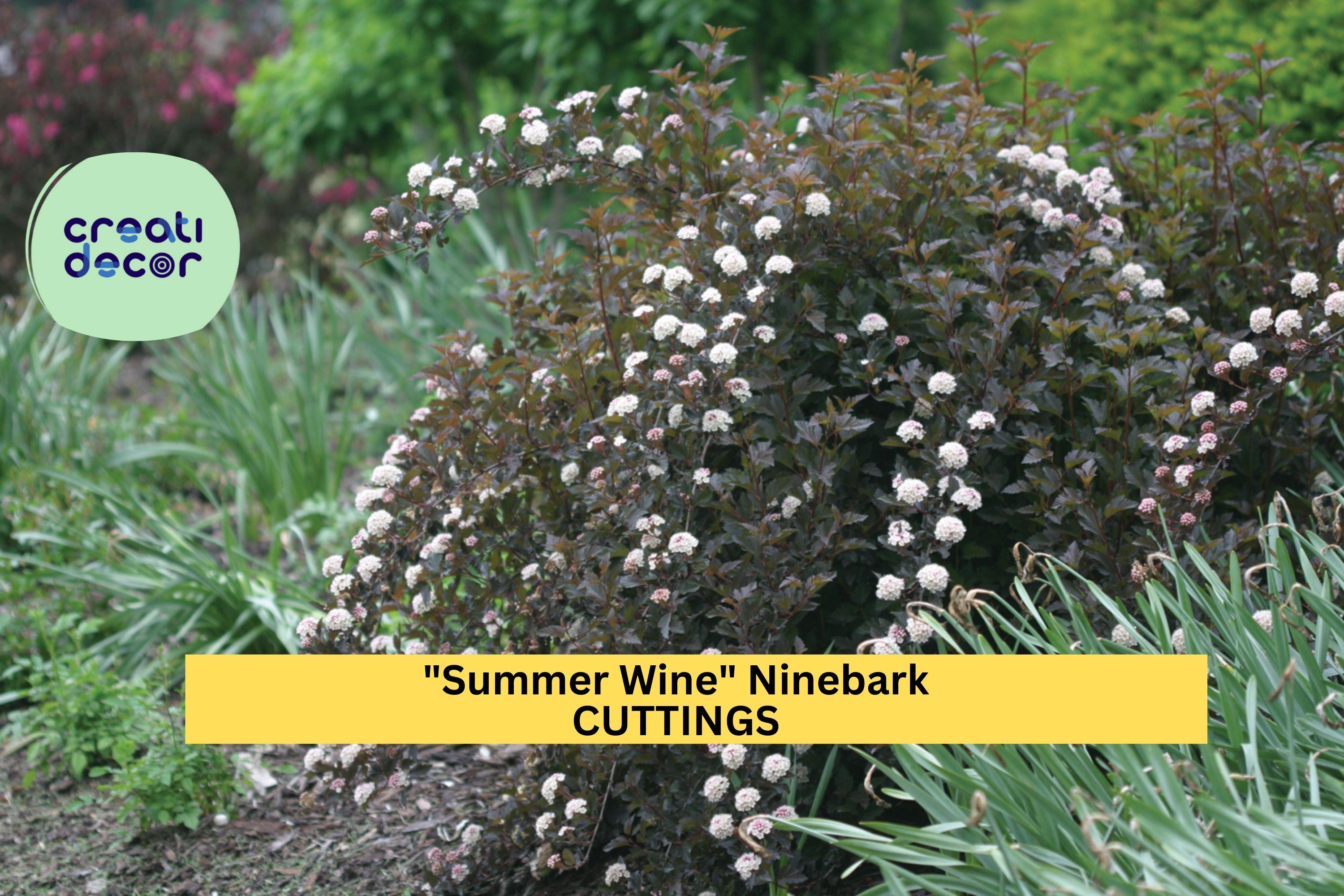 5 Summer Wine Ninebark Cuttings | Physocarpus Opulifolius 8" Unrooted Shrub Starter | Deep Foliage Landscape Plant