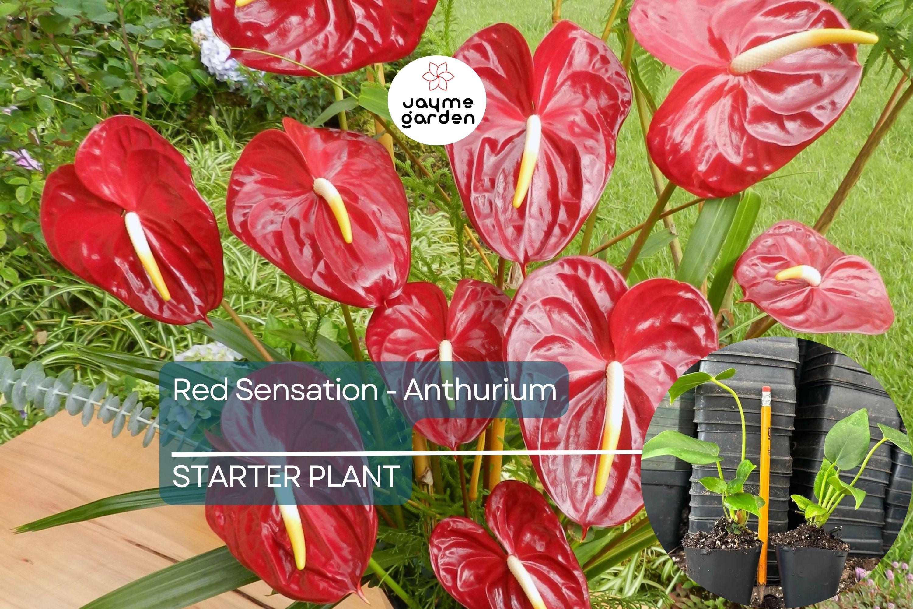 Red Sensation Anthurium Starter Plant - Live Well Rooted Seedling - King Veitchii, Indoor & Outdoor Flowering Plant