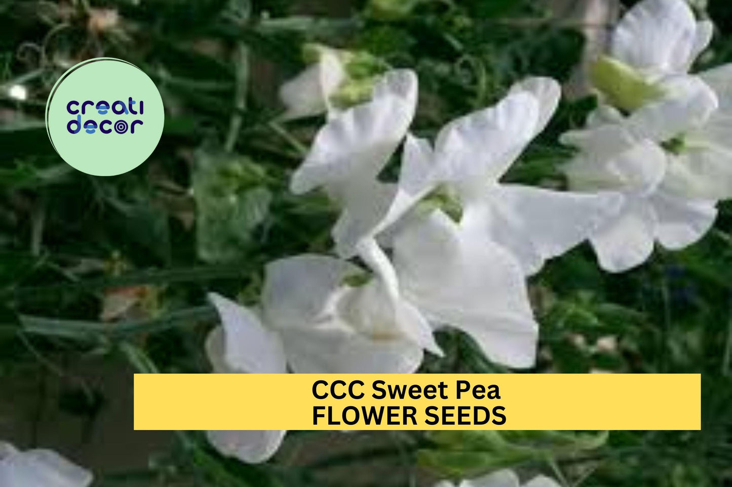 50+ CCC Sweet Pea Seeds – Soft Pink & Lavender Fragrant Blooms for Garden Planting, Climbing Vines for Trellises Bouquets – USA