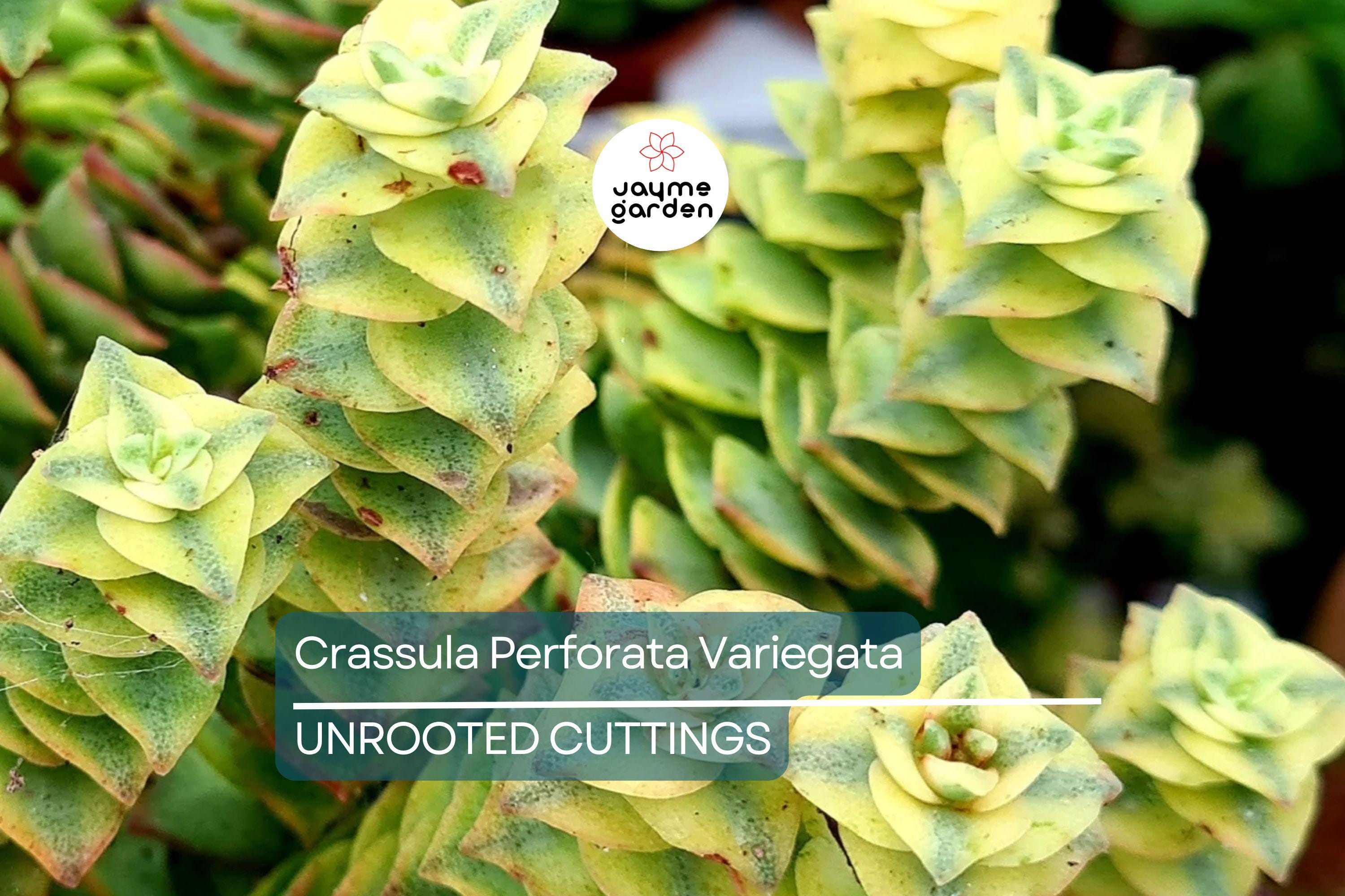 Crassula Perforata Variegata Starter Plant - 2 Fresh Cuttings (3-4") | Trailing Succulent with Variegated Leaves & Red Margins