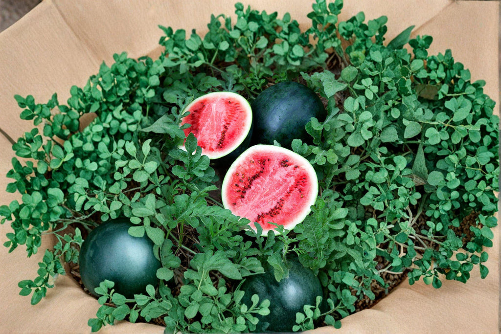 Sugar Baby Watermelon – Vegetable 10 Seeds | Compact Heirloom Watermelon | Sweet Red Flesh | Perfect for Small Gardens