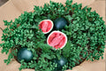 Sugar Baby Watermelon – Vegetable 10 Seeds | Compact Heirloom Watermelon | Sweet Red Flesh | Perfect for Small Gardens