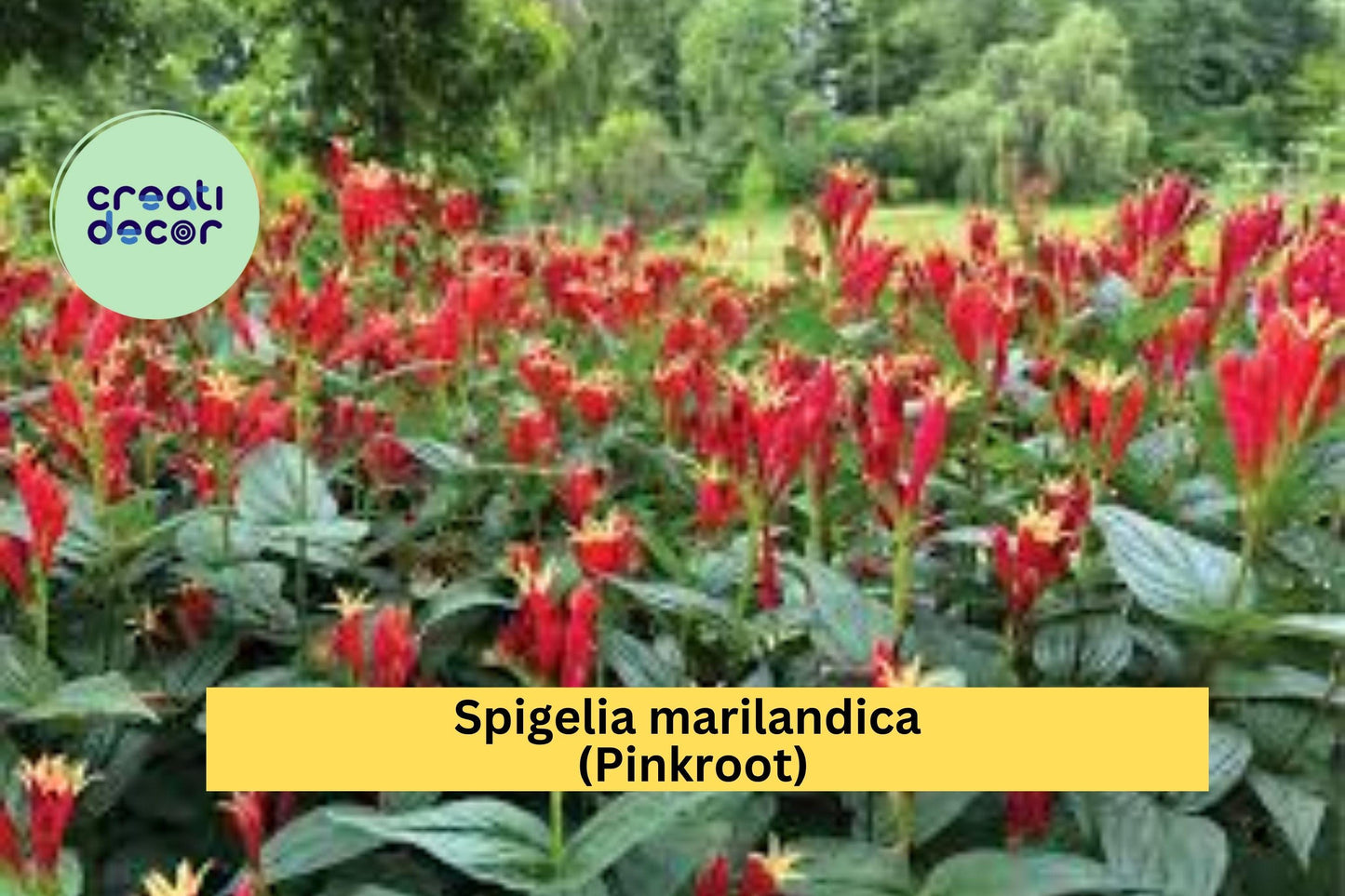 Spigelia marilandica Pinkroot – 3 Bare Root Plants – Hardy Native Perennial Wildflower for Shade Garden and Pollinator Habitat
