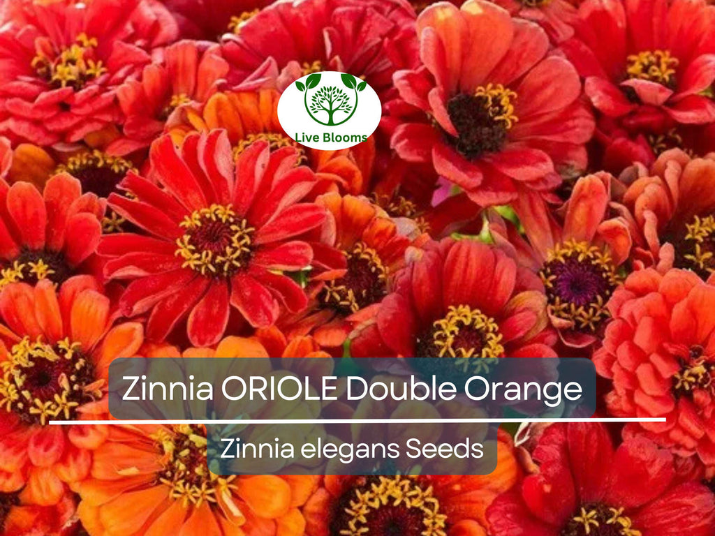 200 Seeds Zinnia ORIOLE Double Orange, Non-GMO, Attracts Songbirds, Butterflies & Hummingbirds, Vibrant Blooms, Easy to Grow, Garden Flowers