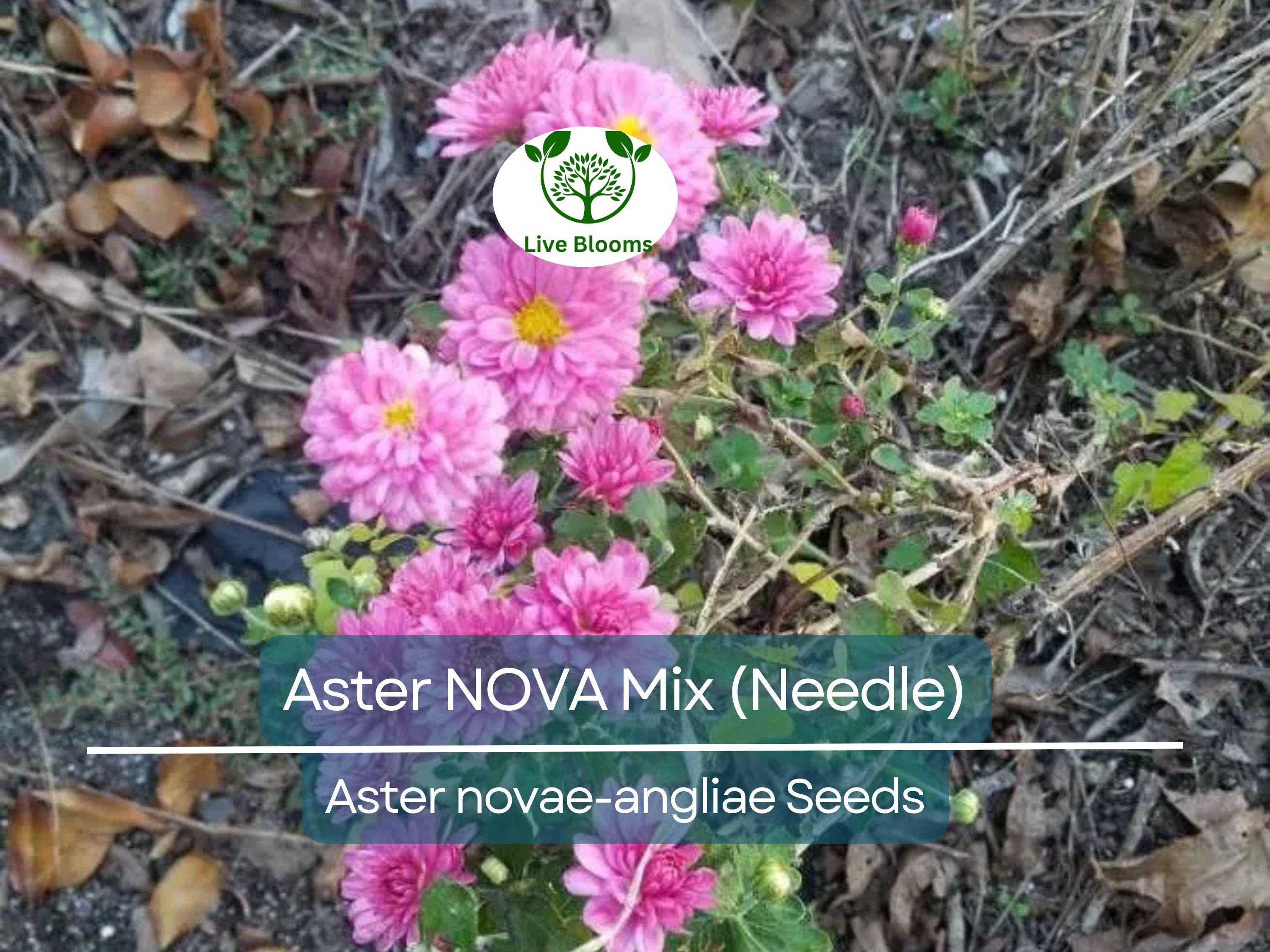 200 Seeds Aster NOVA Mix (Needle), Large Flowers, Annual, Attracts Bees & Butterflies, Non-GMO, Vibrant Garden Blooms, Easy to Grow