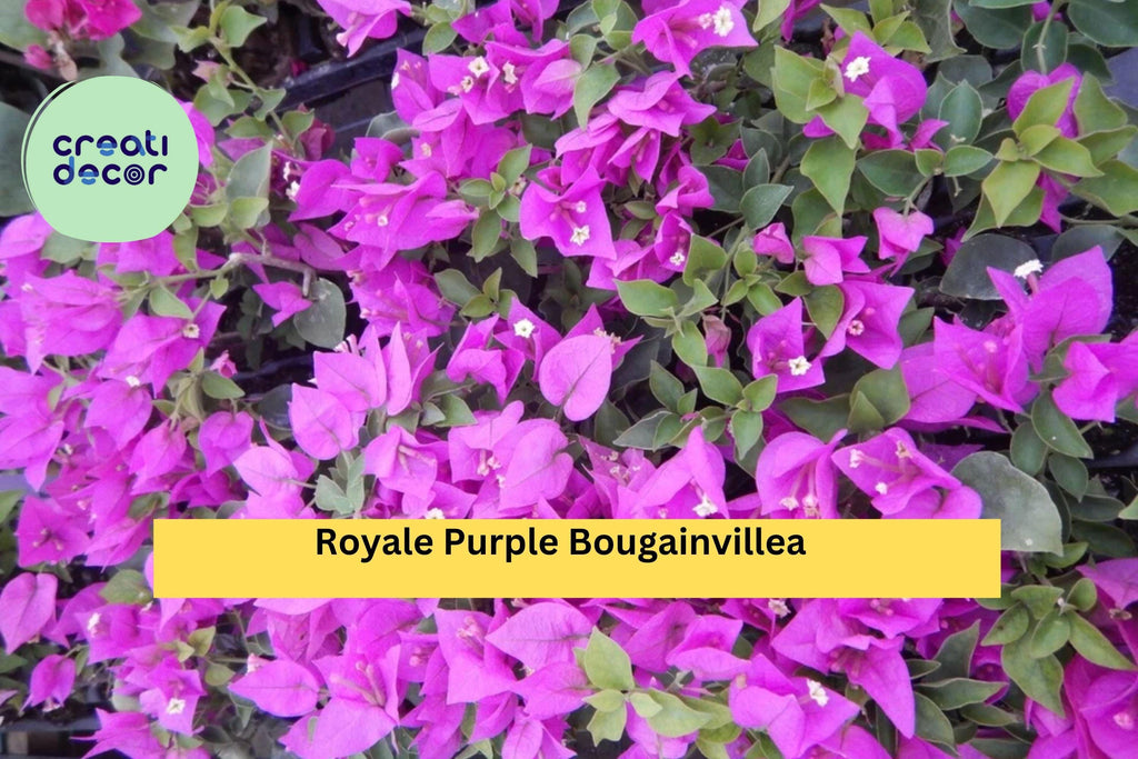 Royale Purple Bougainvillea – Live Rooted Starter Plug Plant, Vibrant Flowering Vine for Hanging Baskets, Trellis, or Patio Garden