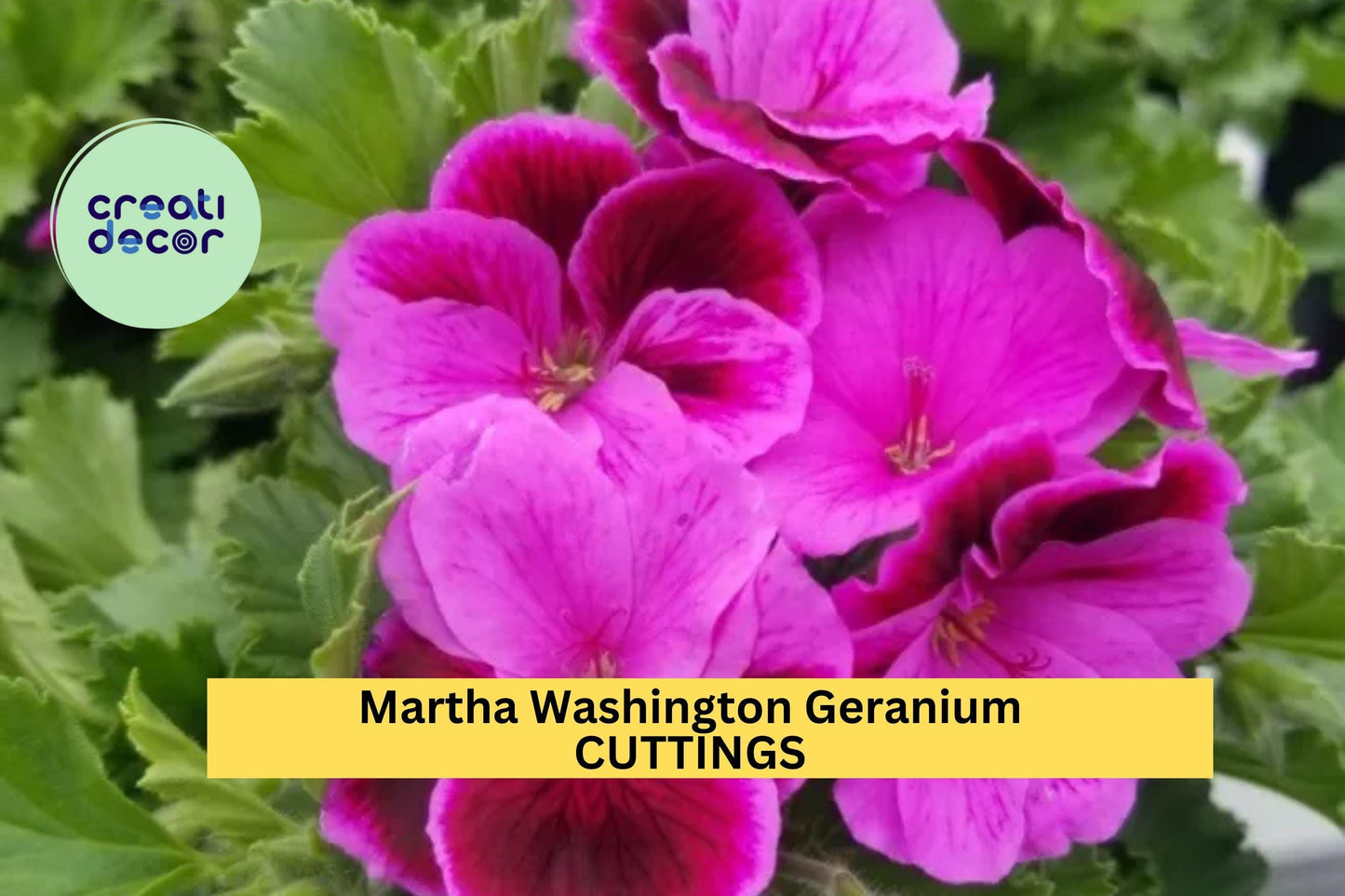 Martha Washington Geranium Cuttings | 6 Fresh Pelargonium Cuttings | Regal Geranium Starter Plants for Containers or Borders