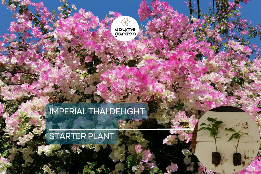 Imperial Thai Delight Bougainvillea Starter Plant - Well Rooted Live Plug, Evergreen Shrub, Light Watering, Full Sun, Tropical Beauty