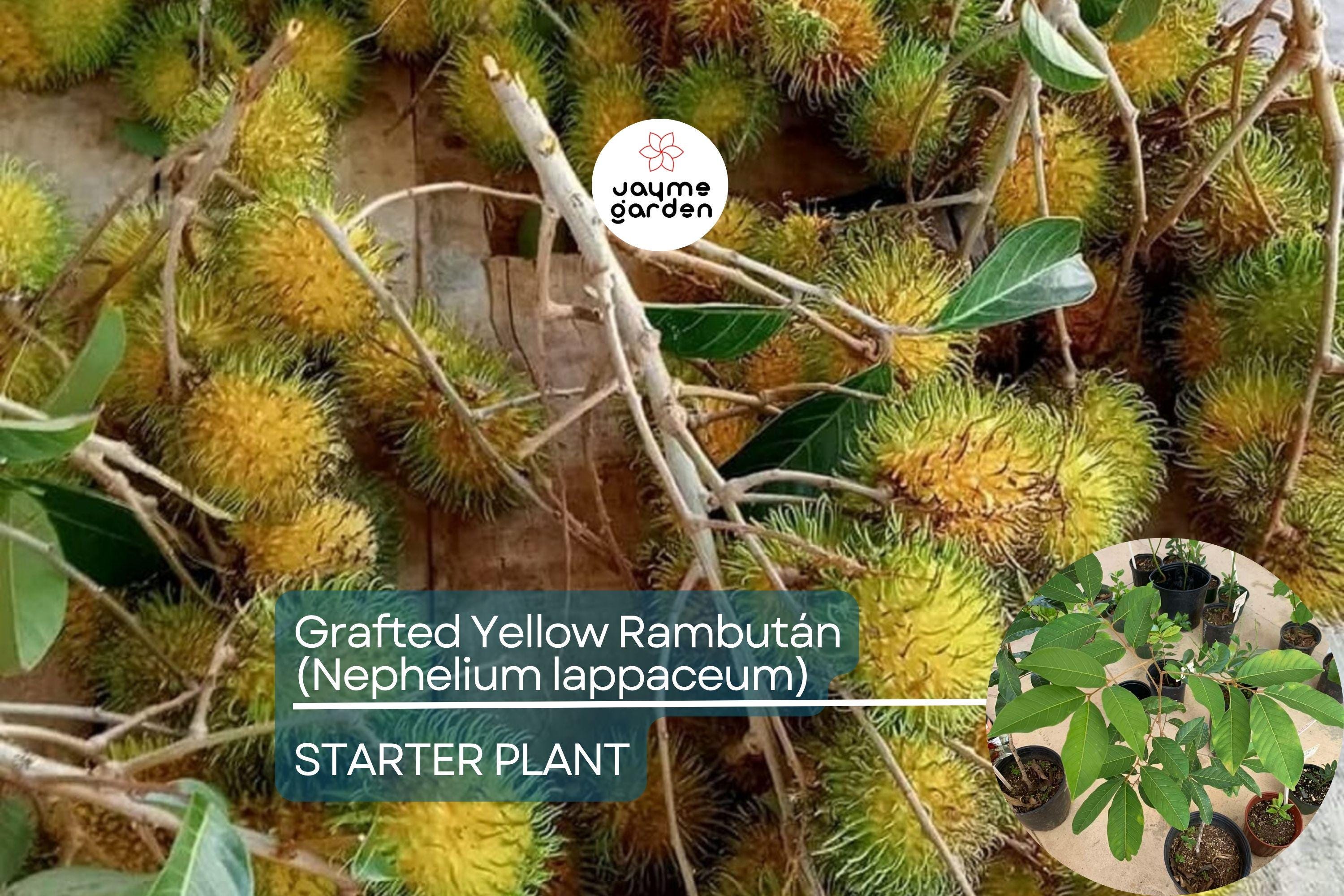 1 Grafted Yellow Rambutan (Nephelium lappaceum) Exotic Tropical Fruit Tree 24”-36” | Sweet Golden Rambutan Starter Plant