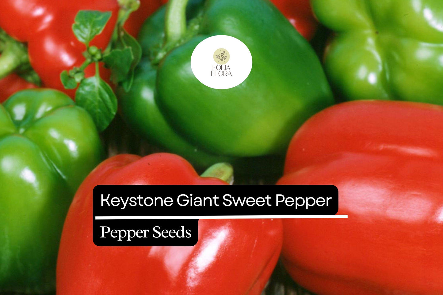 25 Keystone Giant Sweet Pepper Seeds – Capsicum annuum – Large, Thick-Walled, High-Yielding, Perfect for Stuffing & Fresh Eating, Non-GMO