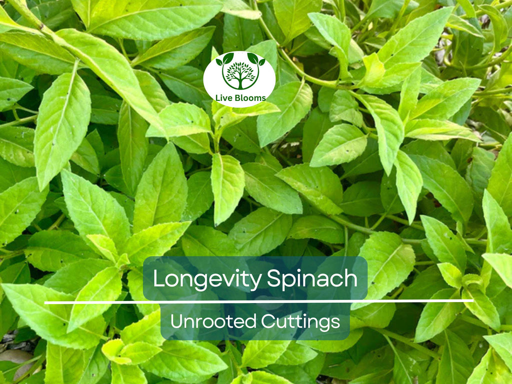 5 Longevity Spinach Gynura Procumbens Unrooted Cuttings 4" - Edible, Nutrient-Rich, Easy to Grow, Tropical Superfood, for Propagation