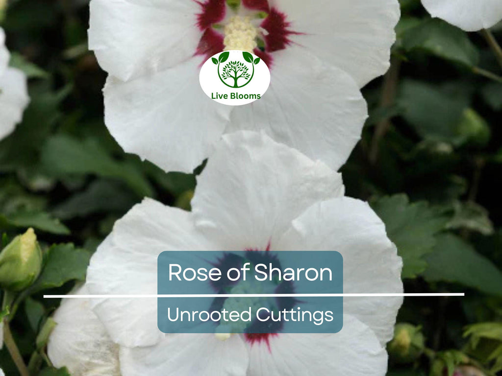 Set of 10 Unrooted Rose of Sharon Cuttings - Mix of White & Purple Hibiscus syriacus - Perfect for Planting, Grafting, and Propagation