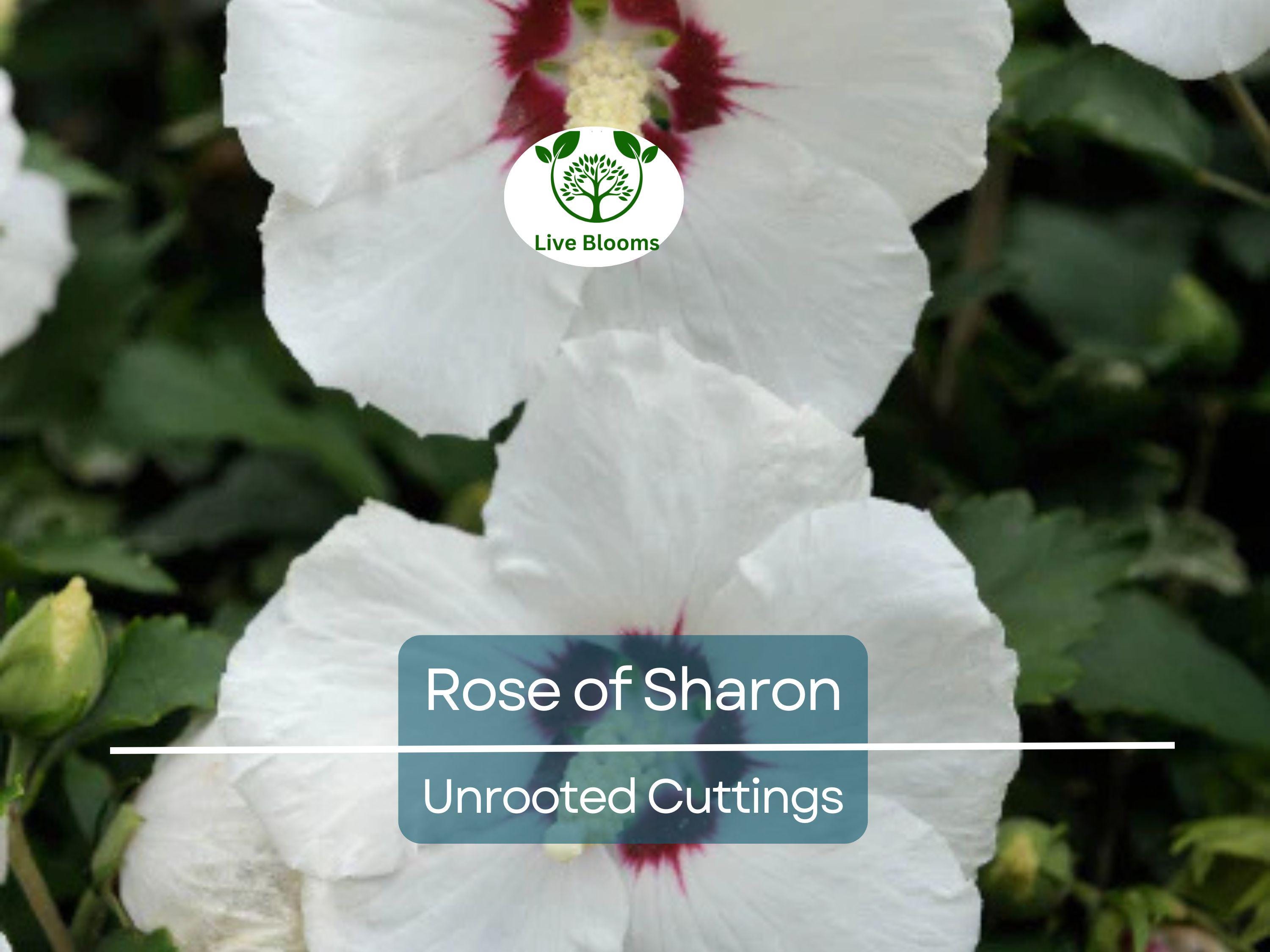 Set of 10 Unrooted Rose of Sharon Cuttings - Mix of White & Purple Hibiscus syriacus - Perfect for Planting, Grafting, and Propagation