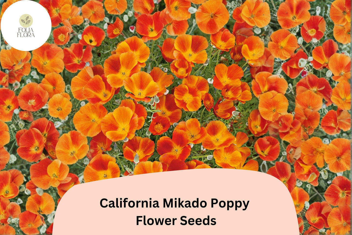 200+ California Mikado Poppy Seeds for Garden Planting - Vibrant, Easy-to-Grow Wildflowers