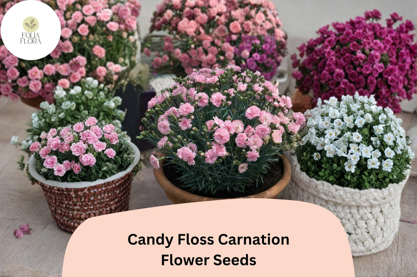200+ Candy Floss Carnation Seeds | Dianthus caryophyllus | Soft Pink Double Blooms for Garden & Borders