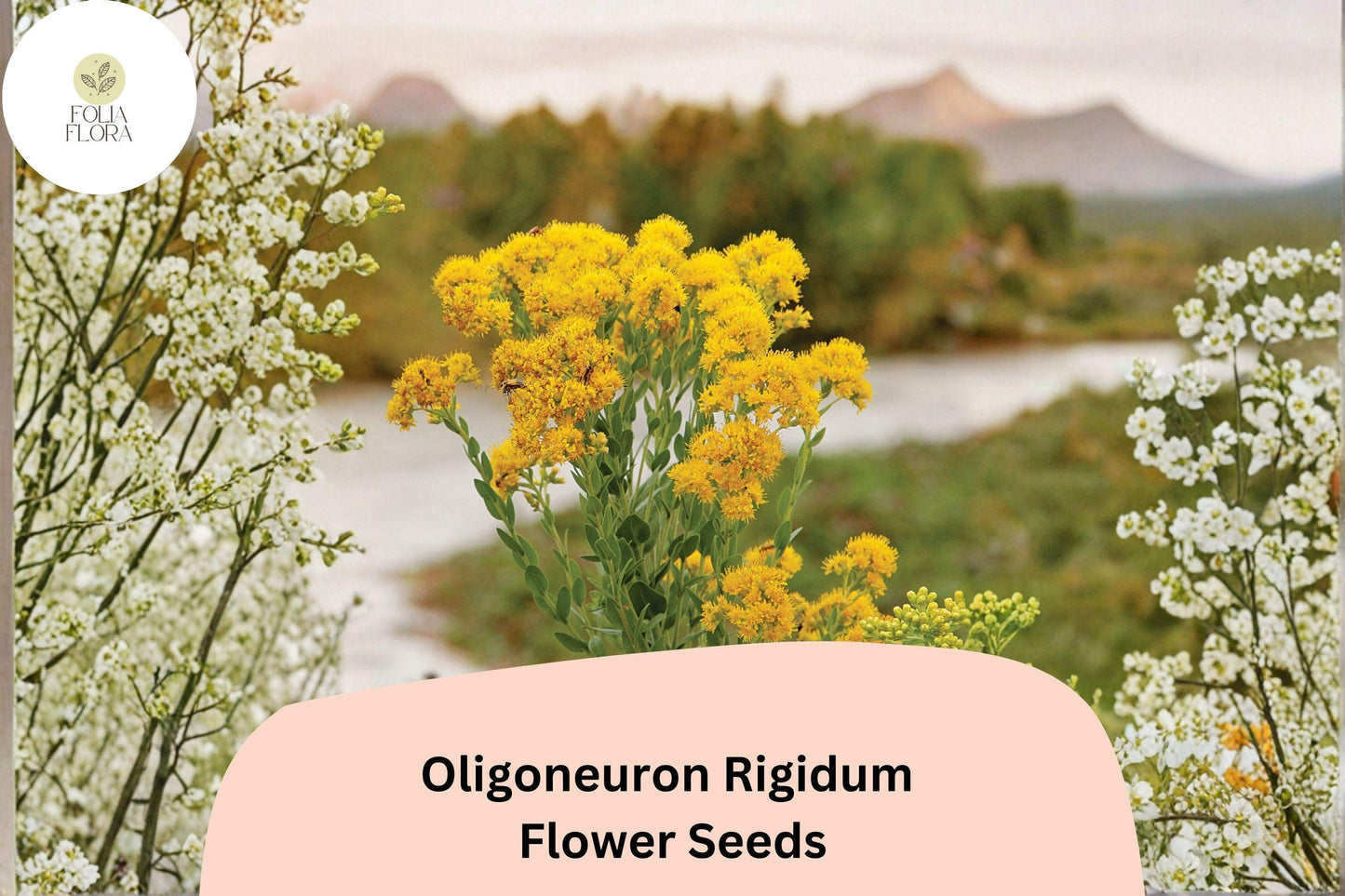700 Oligoneuron rigidum Seeds | Stiff Goldenrod | Native Yellow Wildflower for Pollinator Gardens