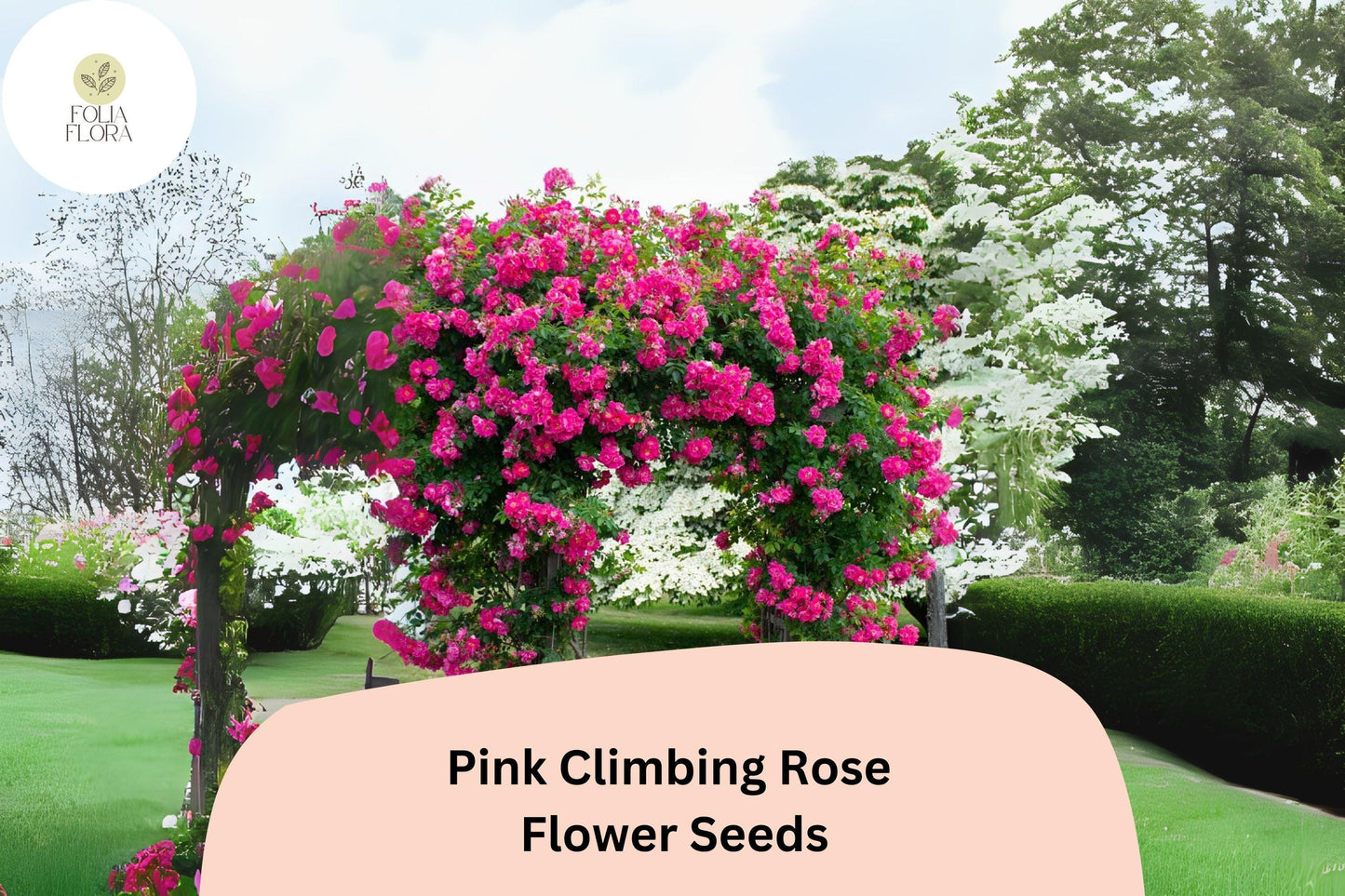 20pcs Pink Climbing Rose Seeds – Rare Climbing Roses, Vibrant Pink Blooms, Fast Growing, Perfect for Arches, Fences & Trellises