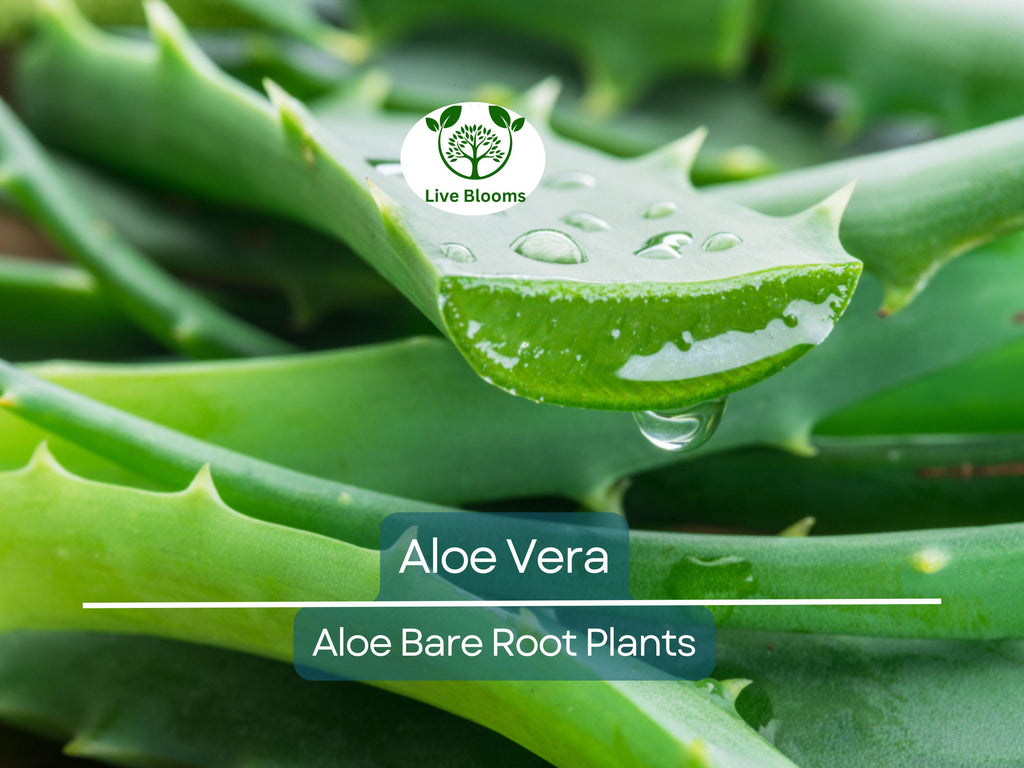 2 Organic Aloe Vera Plants – Live Bare Rooted – Succulent – Easy Care & Ready to Plant – Heirloom, Healthy Roots