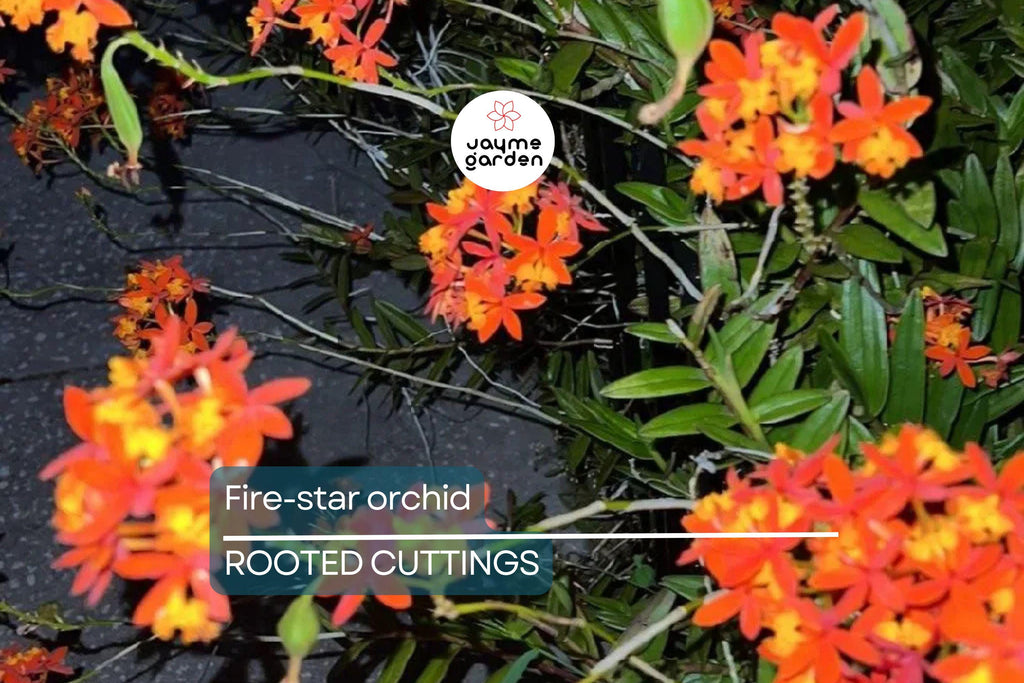 10 Rooted Cuttings – Epidendrum Radicans Ground Orchid | Fire Star Orchid | Fast-Growing & Hardy