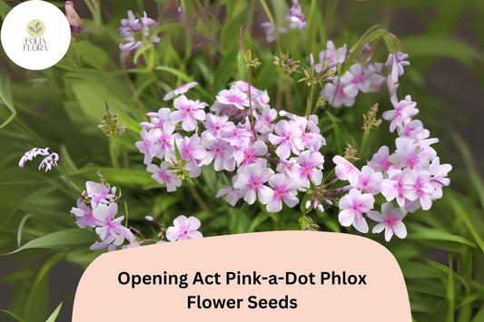 100+ Opening Act Pink-a-Dot Phlox Seeds – Perennial Garden Flower Seeds, Phlox paniculata