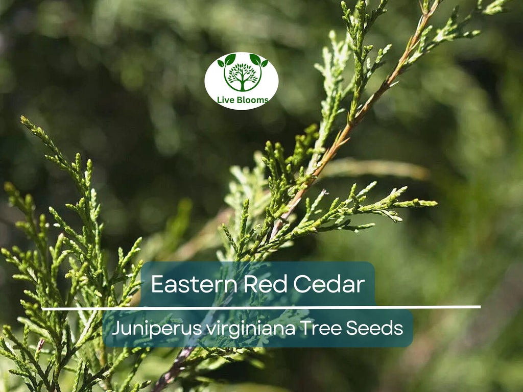 50 Eastern Red Cedar Hedge Shrub Tree Seeds (Juniperus virginiana), Evergreen, Privacy Screen, Hardy Shrub, for Landscaping & Garden Fencing