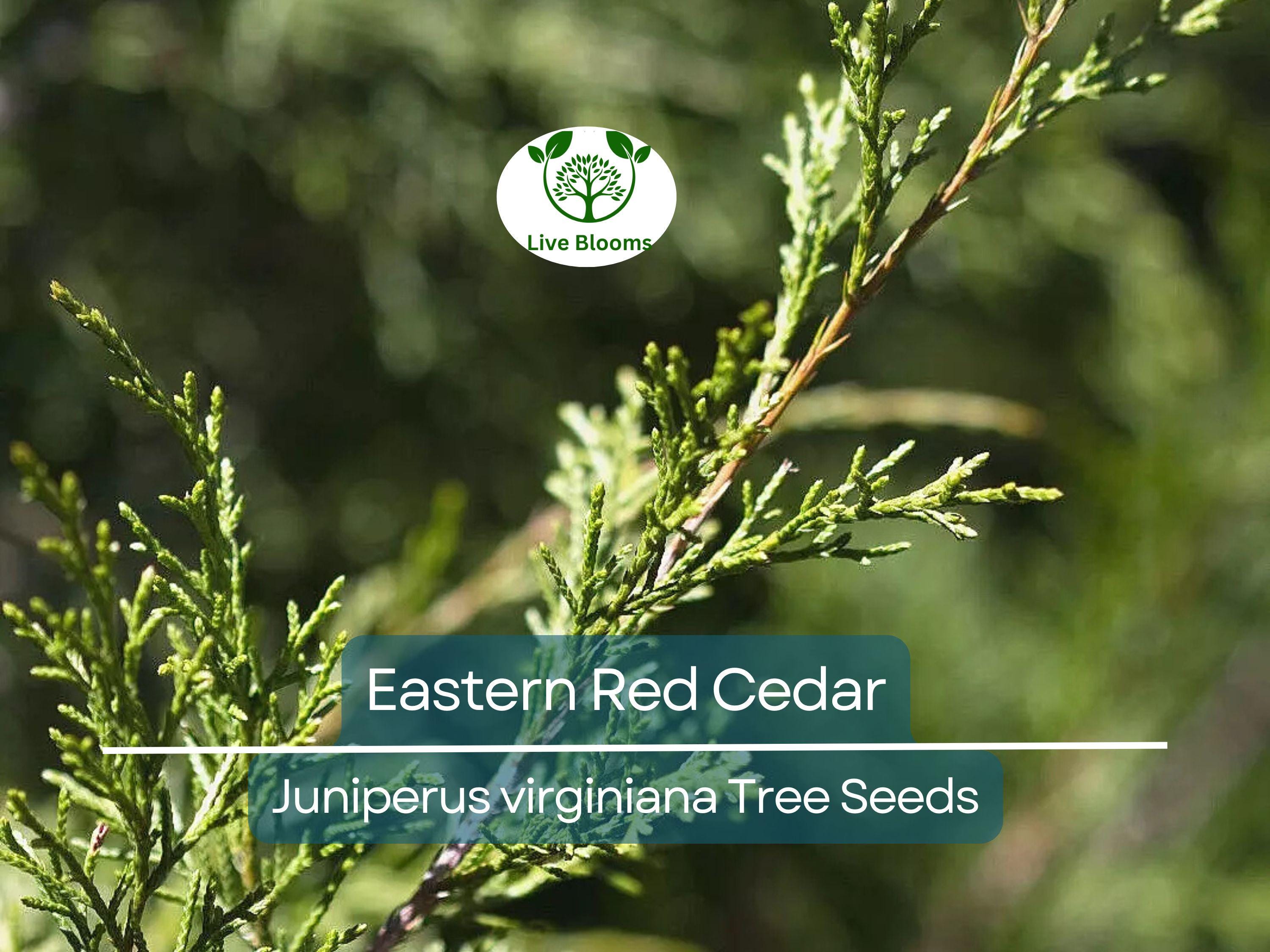 50 Eastern Red Cedar Hedge Shrub Tree Seeds (Juniperus virginiana), Evergreen, Privacy Screen, Hardy Shrub, for Landscaping & Garden Fencing